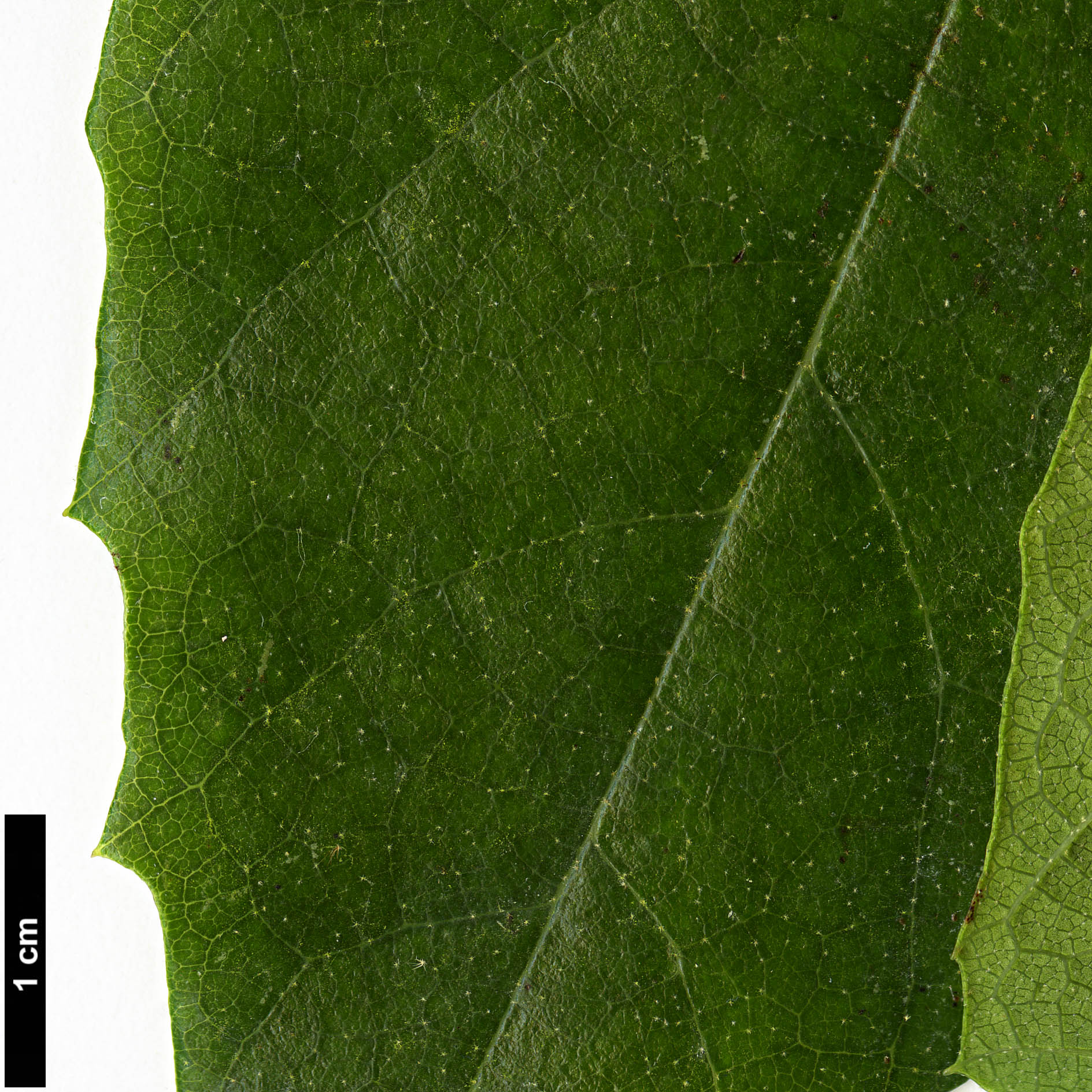 High resolution image: Family: Hamamelidaceae - Genus: Molinadendron - Taxon: sinaloense
