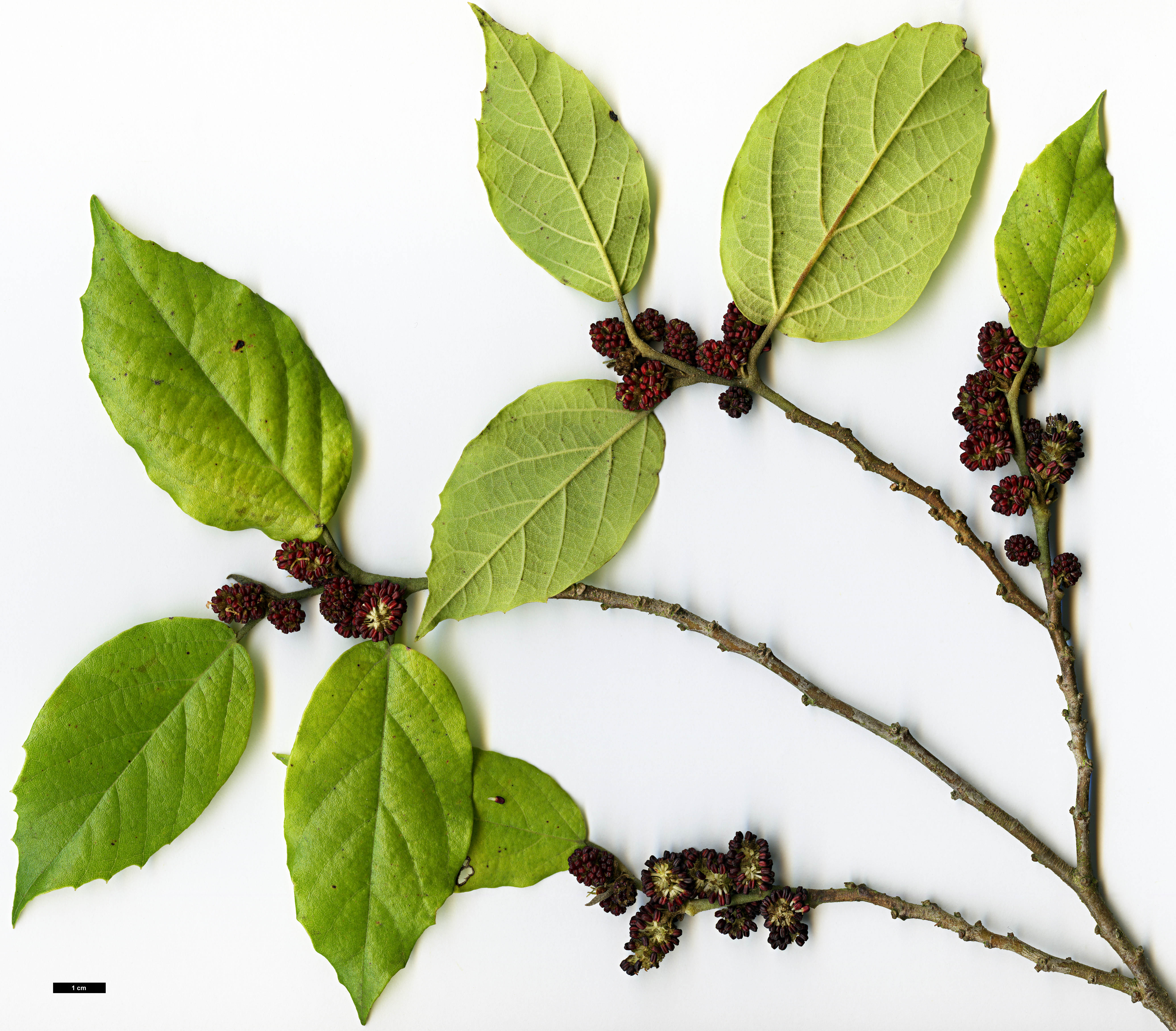 High resolution image: Family: Hamamelidaceae - Genus: Molinadendron - Taxon: sinaloense
