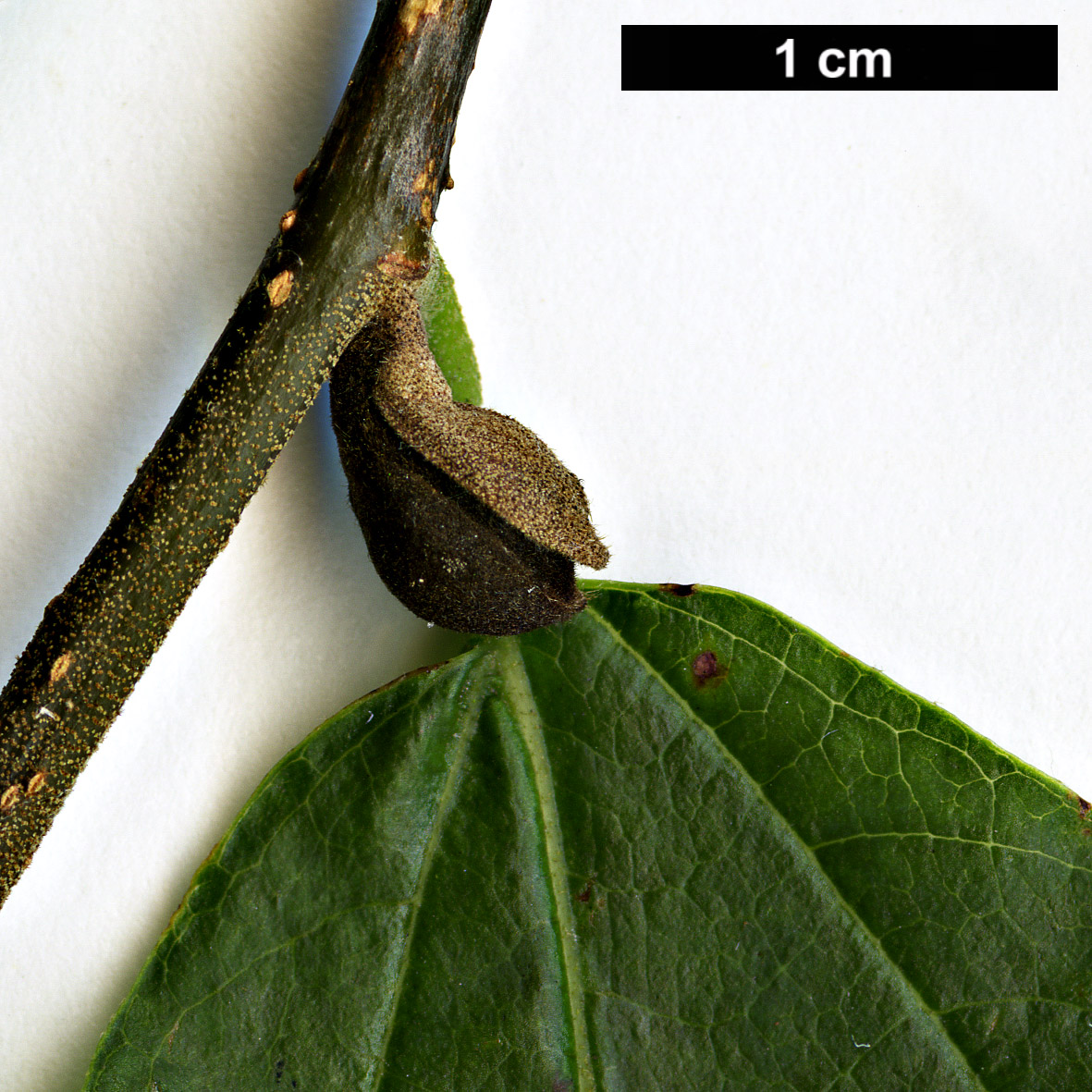 High resolution image: Family: Hamamelidaceae - Genus: Parrotia - Taxon: persica