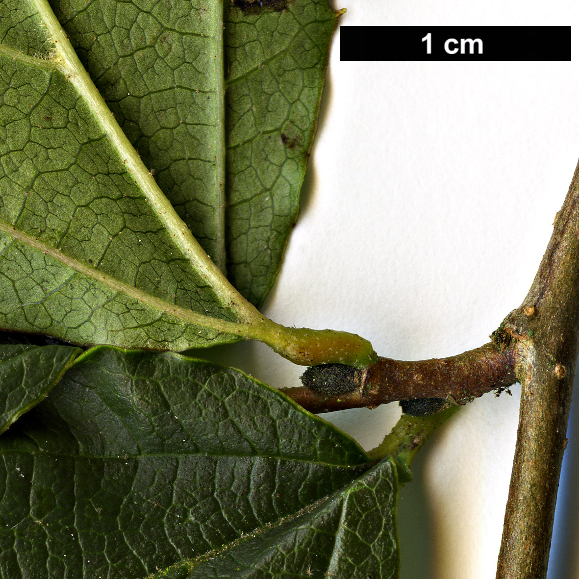 High resolution image: Family: Hamamelidaceae - Genus: Parrotia - Taxon: subaequalis