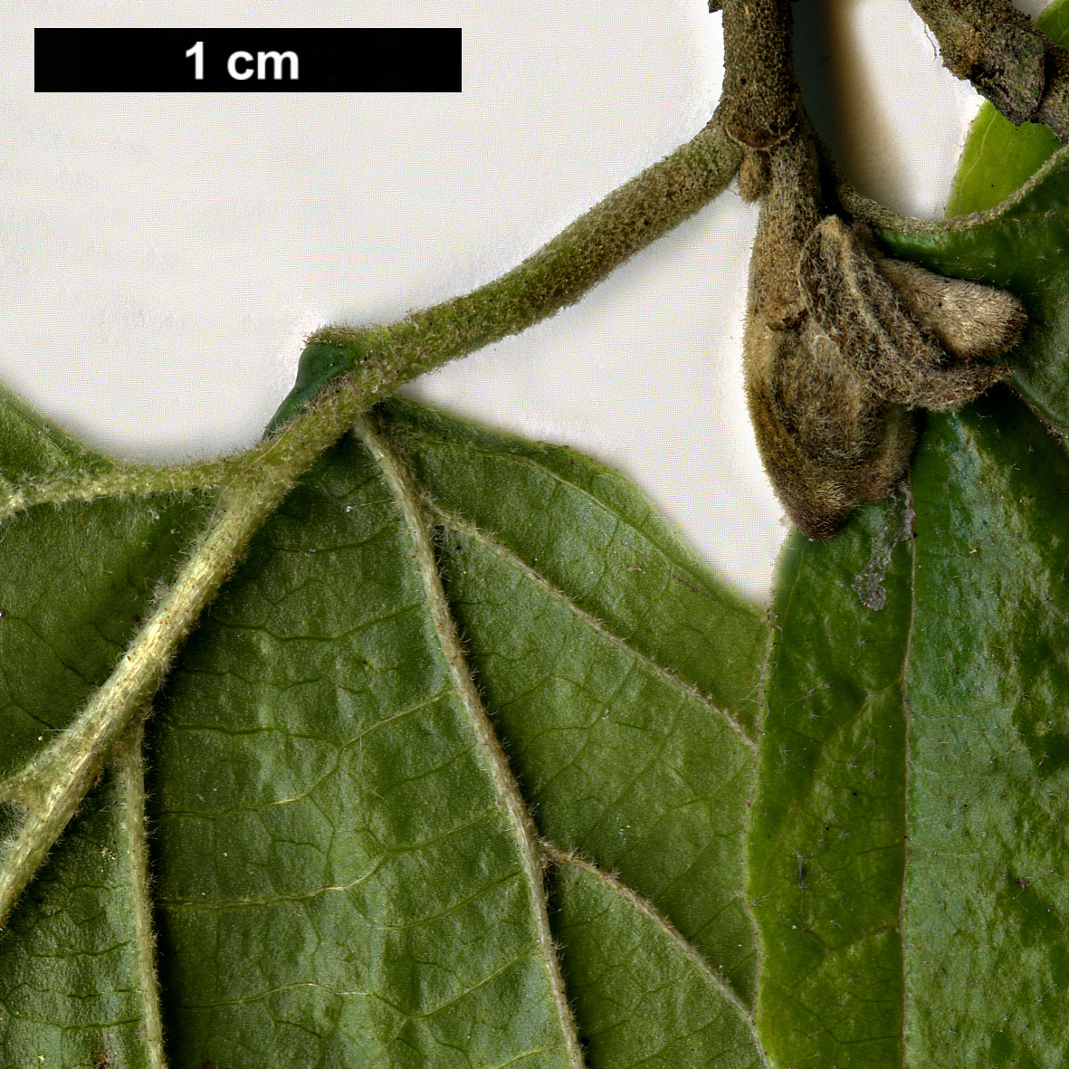 High resolution image: Family: Hamamelidaceae - Genus: Parrotiopsis - Taxon: jacquemontiana