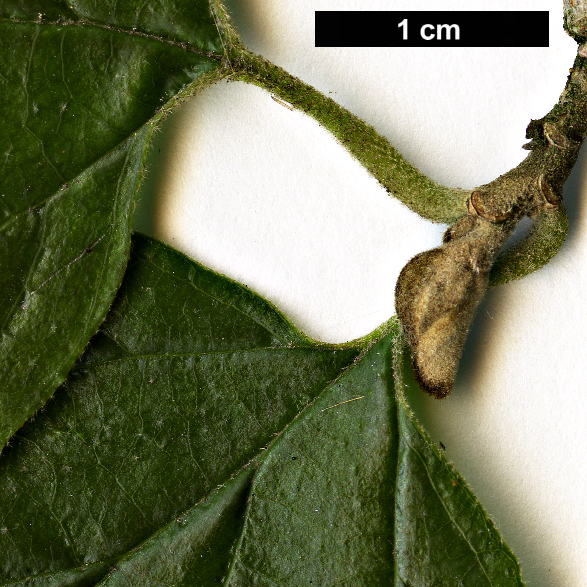 High resolution image: Family: Hamamelidaceae - Genus: Parrotiopsis - Taxon: jacquemontiana