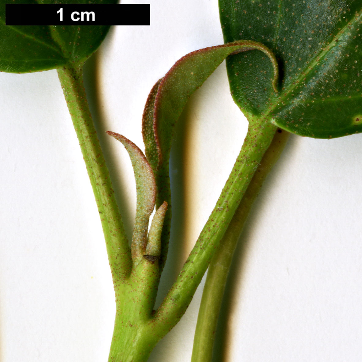 High resolution image: Family: Hamamelidaceae - Genus: Rhodoleia - Taxon: henryi