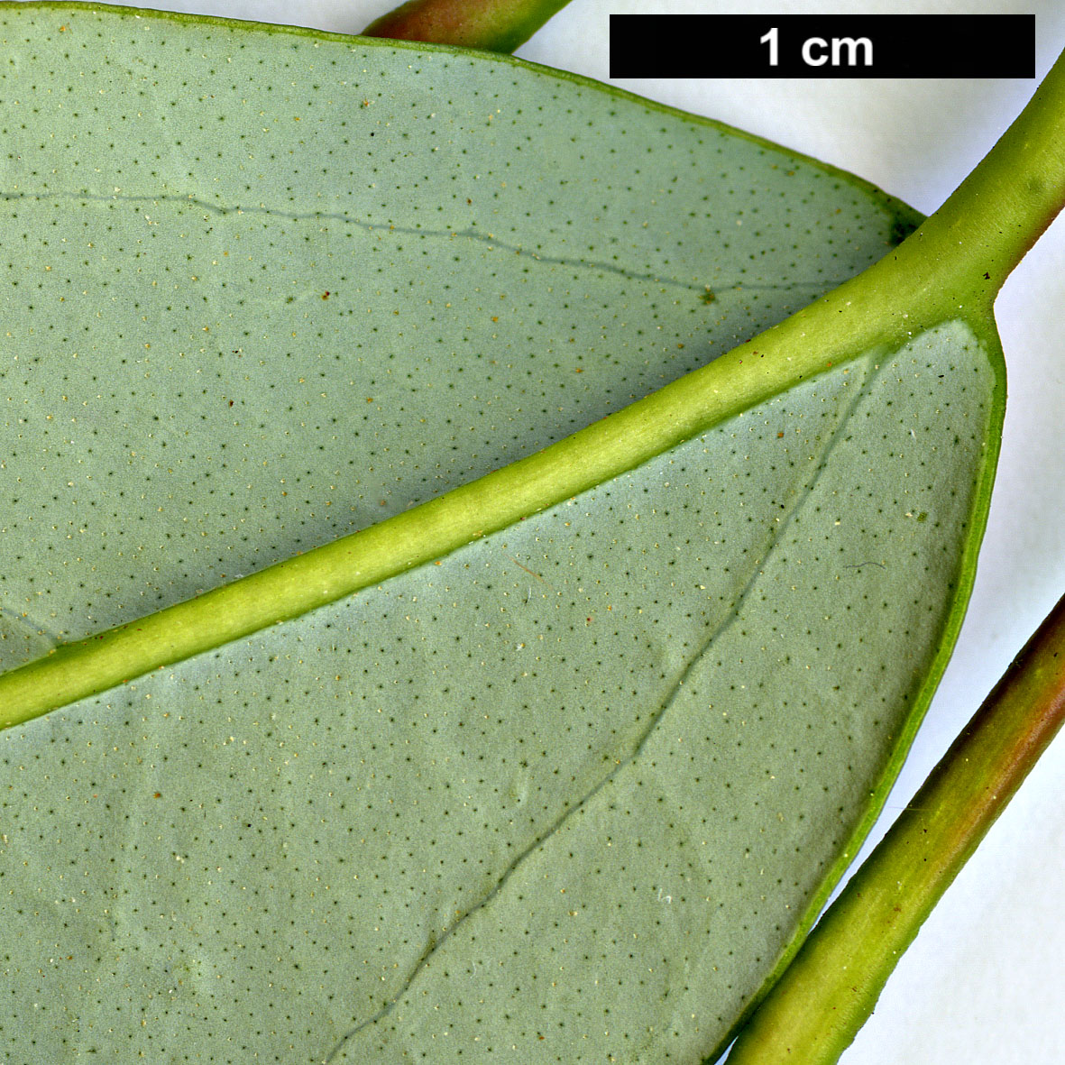 High resolution image: Family: Hamamelidaceae - Genus: Rhodoleia - Taxon: henryi