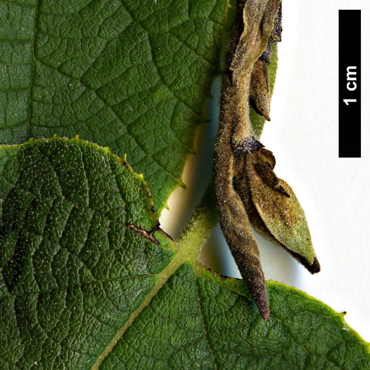 High resolution image: Family: Hamamelidaceae - Genus: Sinowilsonia - Taxon: henryi