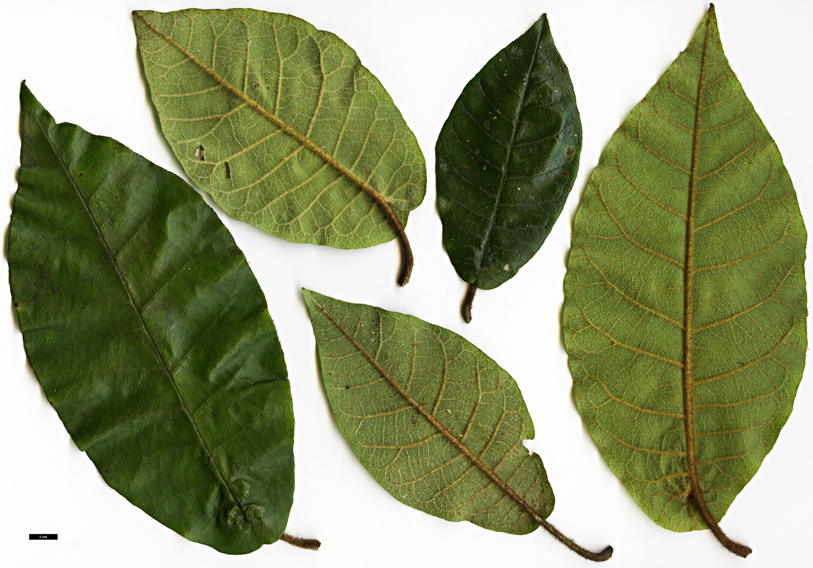 High resolution image: Family: Hamamelidaceae - Genus: Trichocladus - Taxon: crinitus
