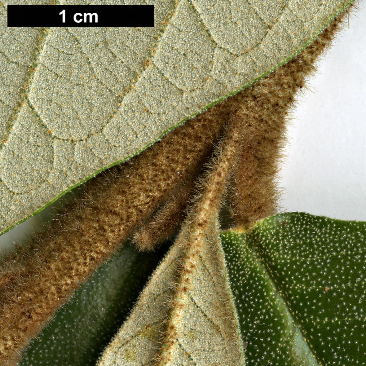 High resolution image: Family: Hamamelidaceae - Genus: Trichocladus - Taxon: ellipticus