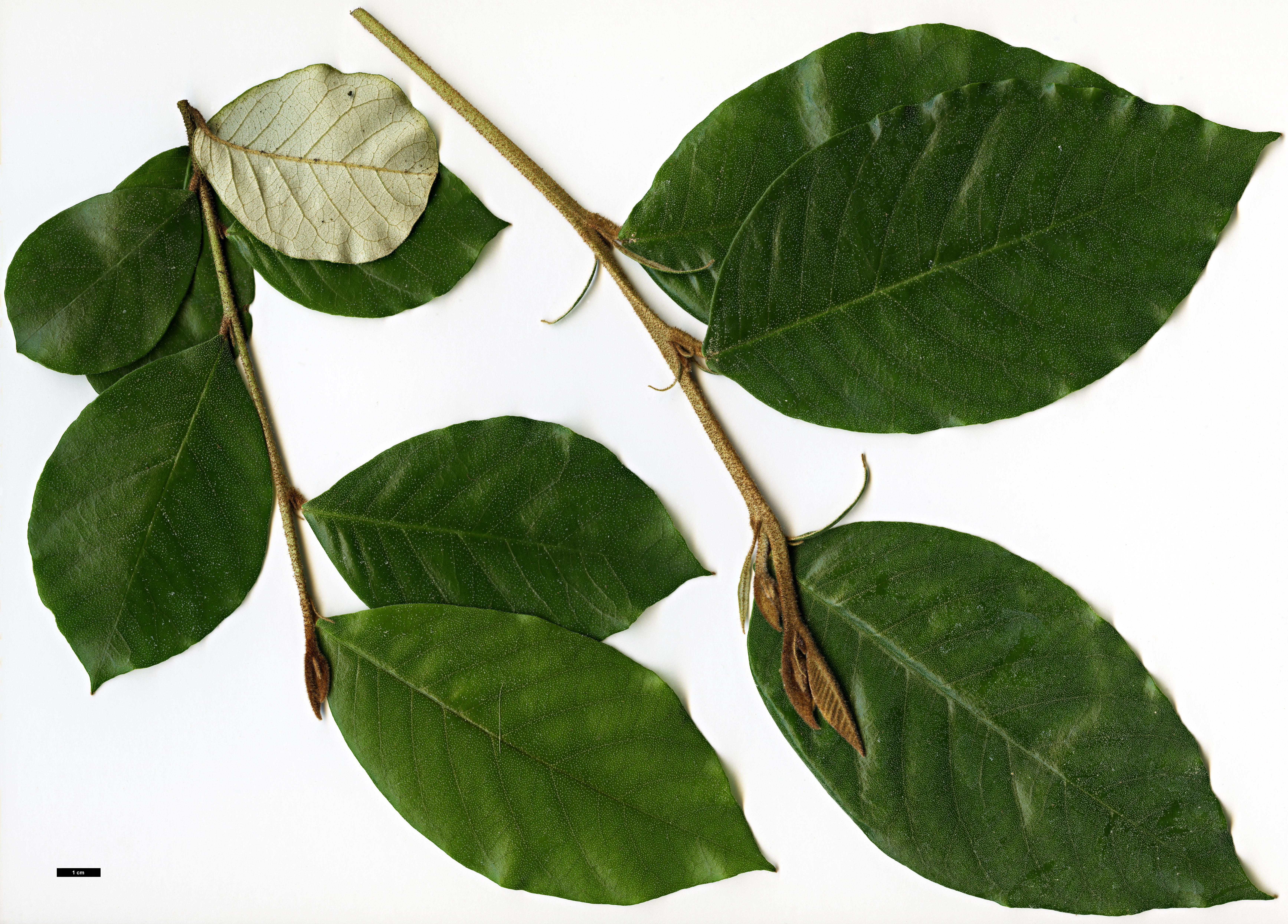 High resolution image: Family: Hamamelidaceae - Genus: Trichocladus - Taxon: ellipticus