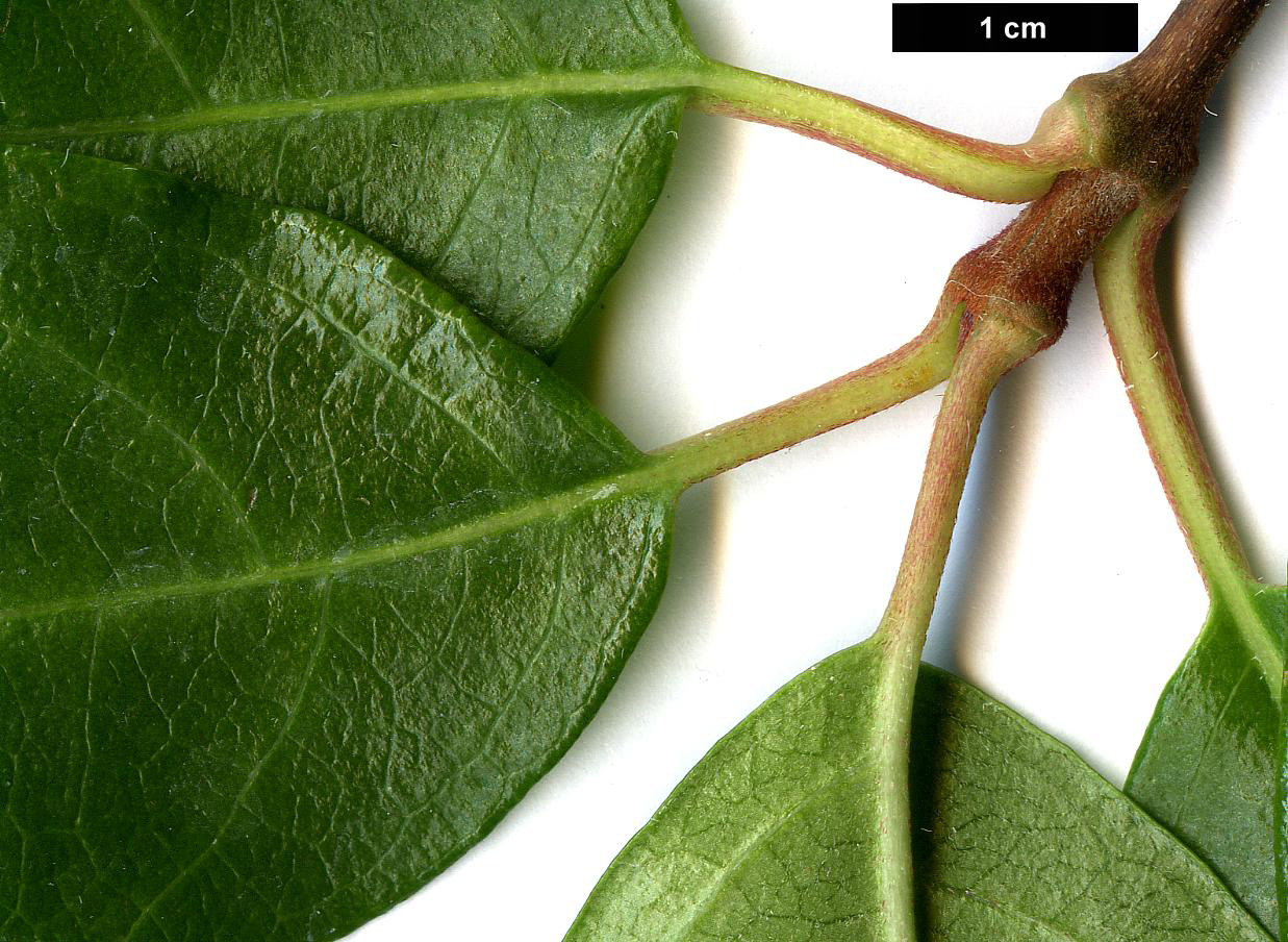 High resolution image: Family: Hydrangeaceae - Genus: Decumaria - Taxon: barbara