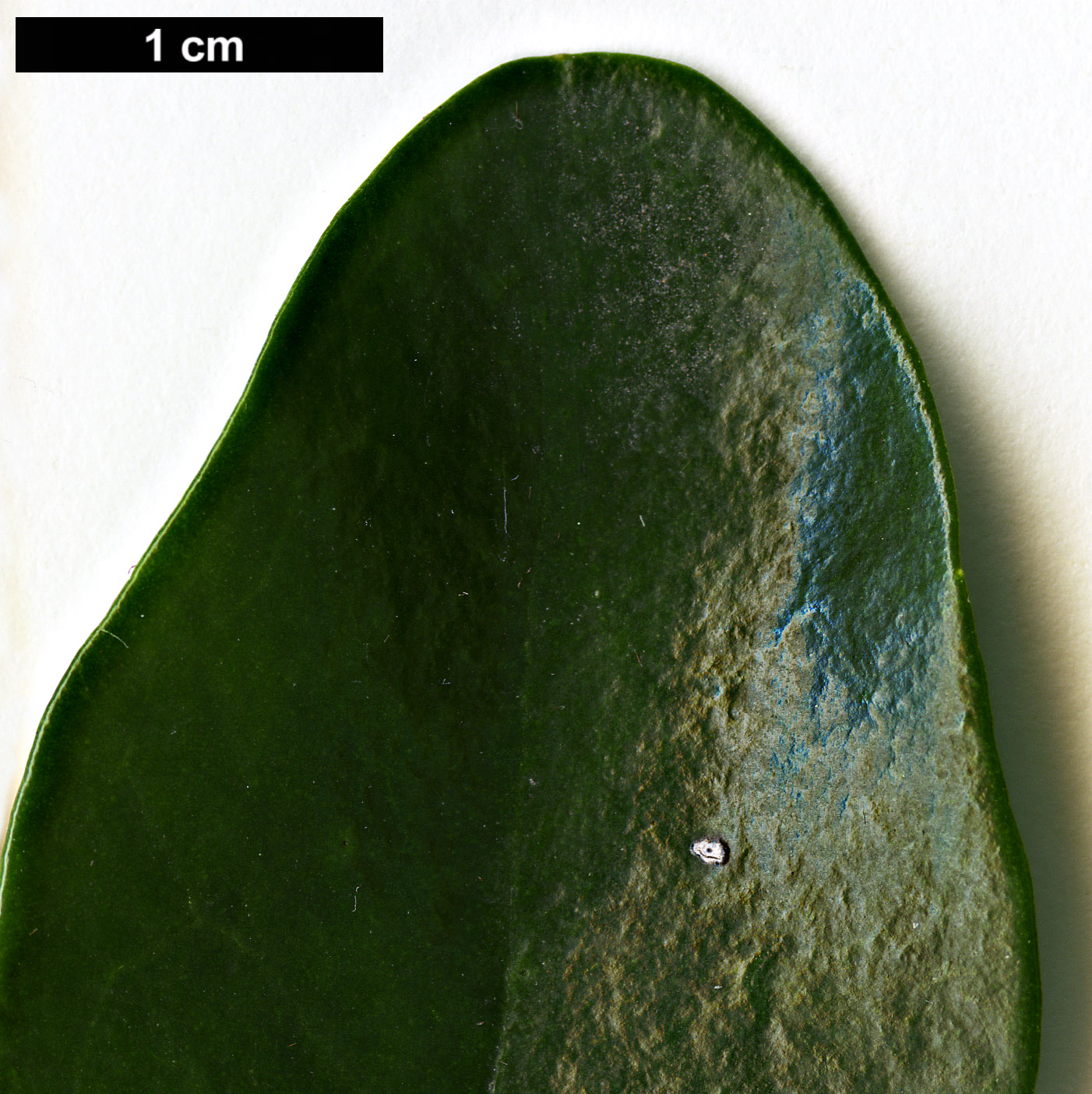 High resolution image: Family: Hydrangeaceae - Genus: Decumaria - Taxon: sinensis