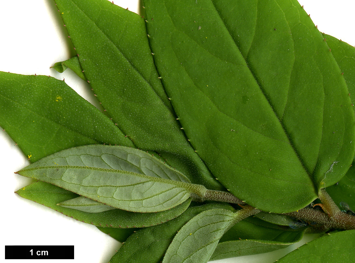 High resolution image: Family: Hydrangeaceae - Genus: Deutzia - Taxon: scabra