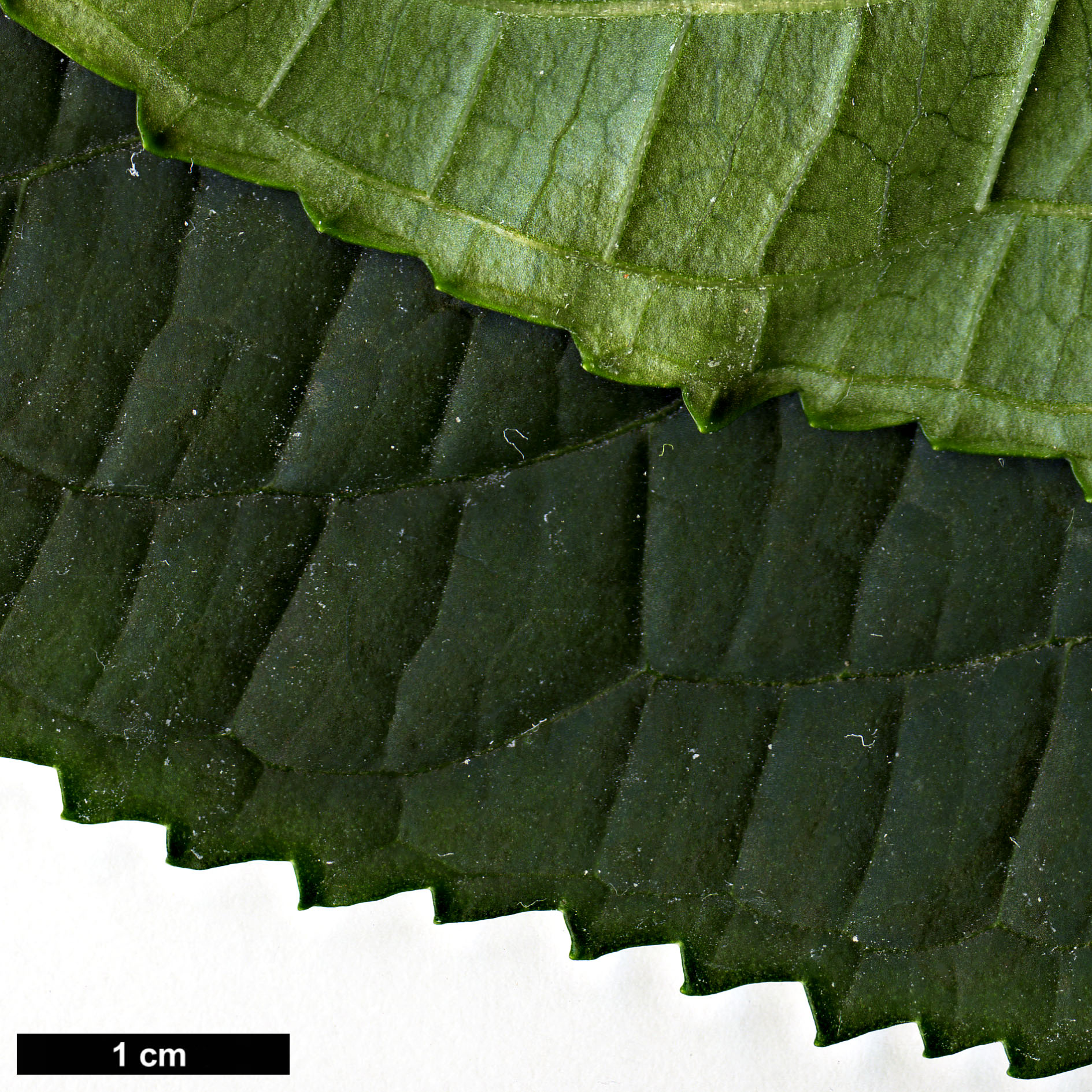 High resolution image: Family: Hydrangeaceae - Genus: Dichroa - Taxon: febrifuga