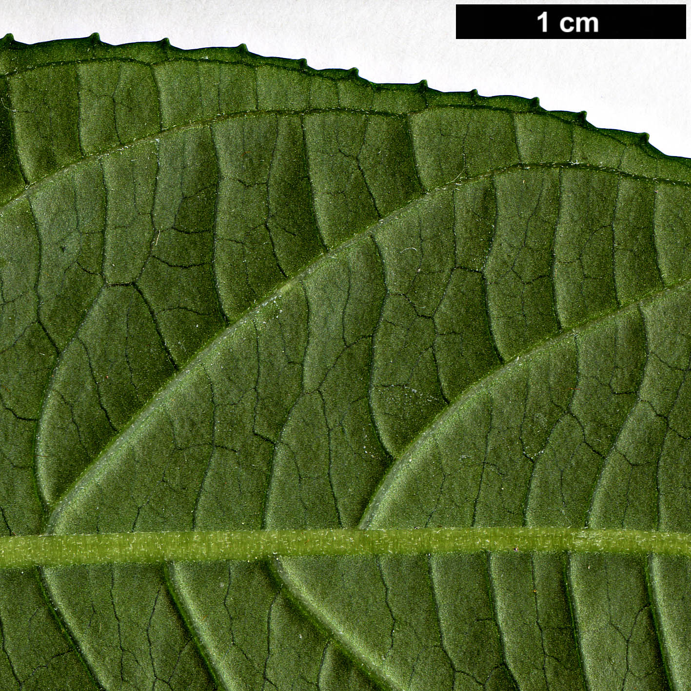 High resolution image: Family: Hydrangeaceae - Genus: Dichroa - Taxon: hirsuta