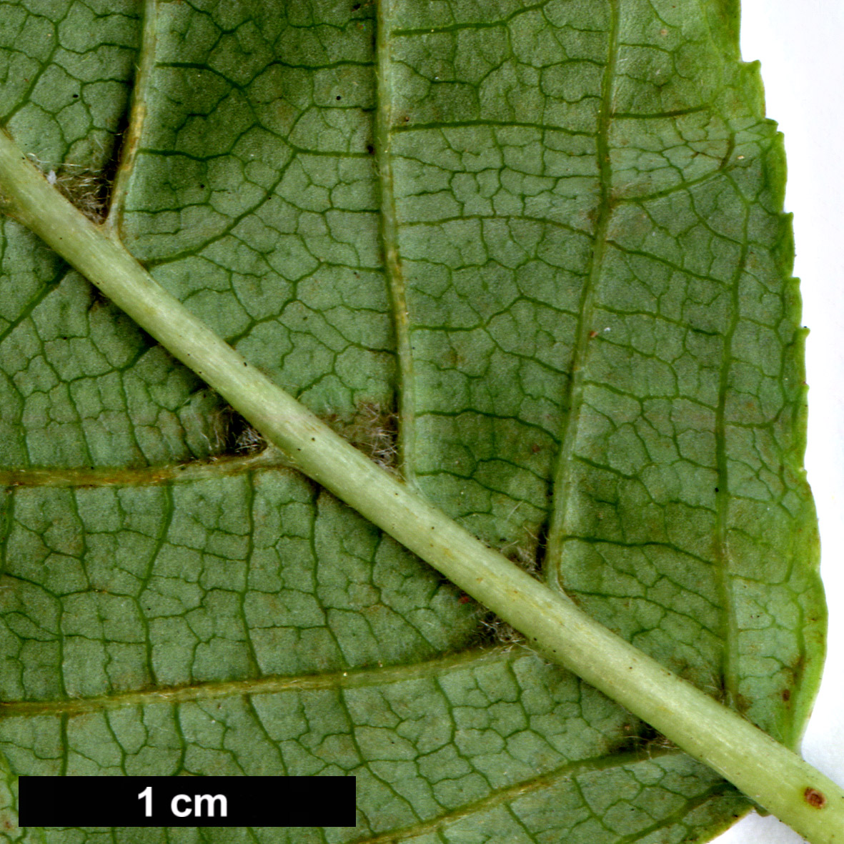 High resolution image: Family: Hydrangeaceae - Genus: Hydrangea - Taxon: anomala