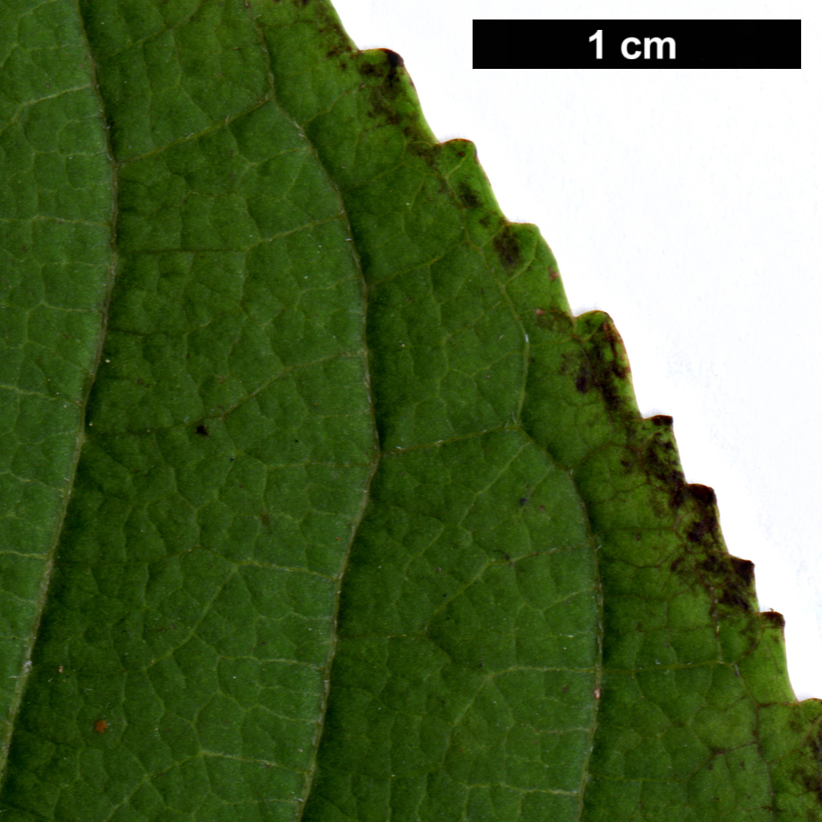 High resolution image: Family: Hydrangeaceae - Genus: Hydrangea - Taxon: anomala
