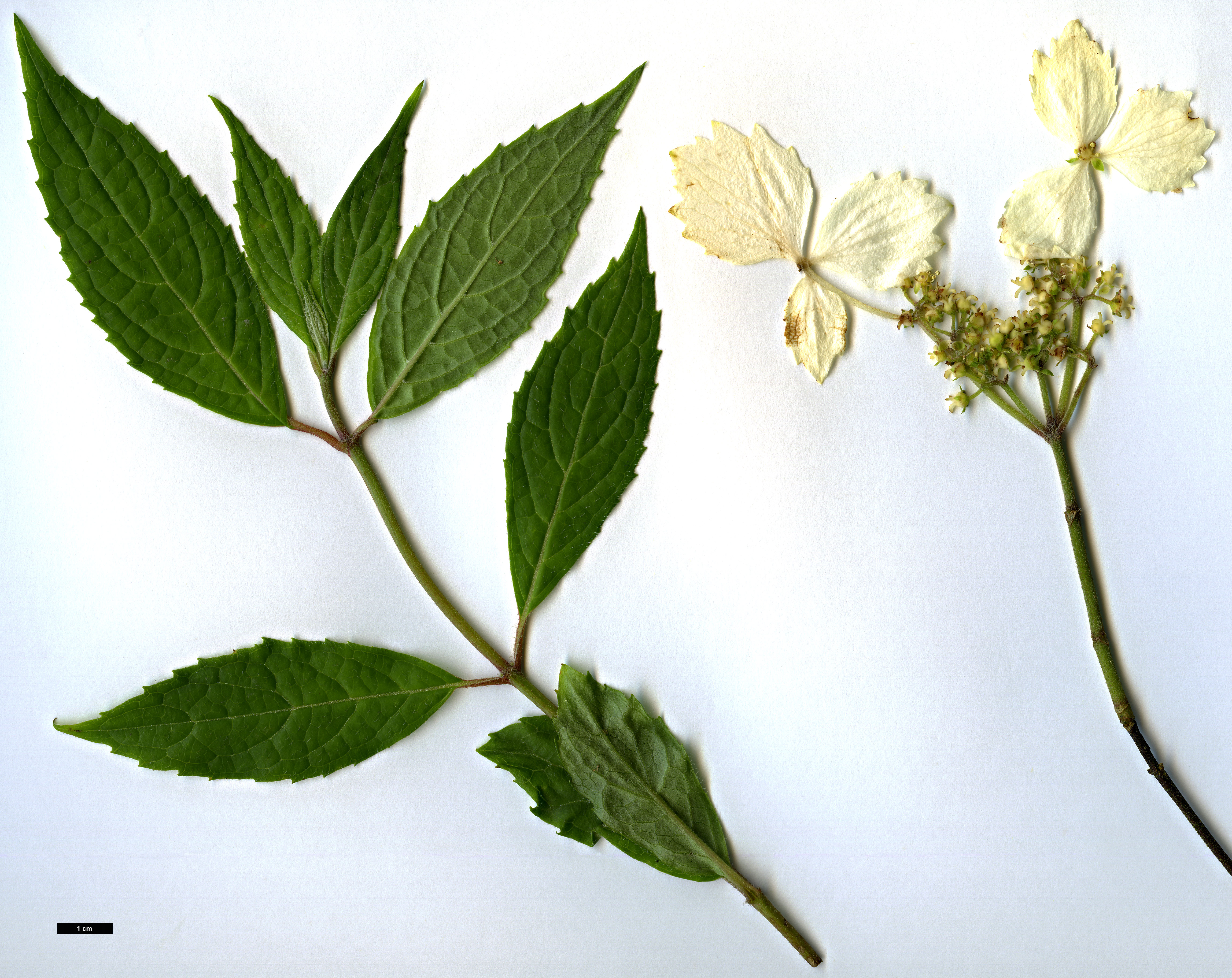 High resolution image: Family: Hydrangeaceae - Genus: Hydrangea - Taxon: chinensis