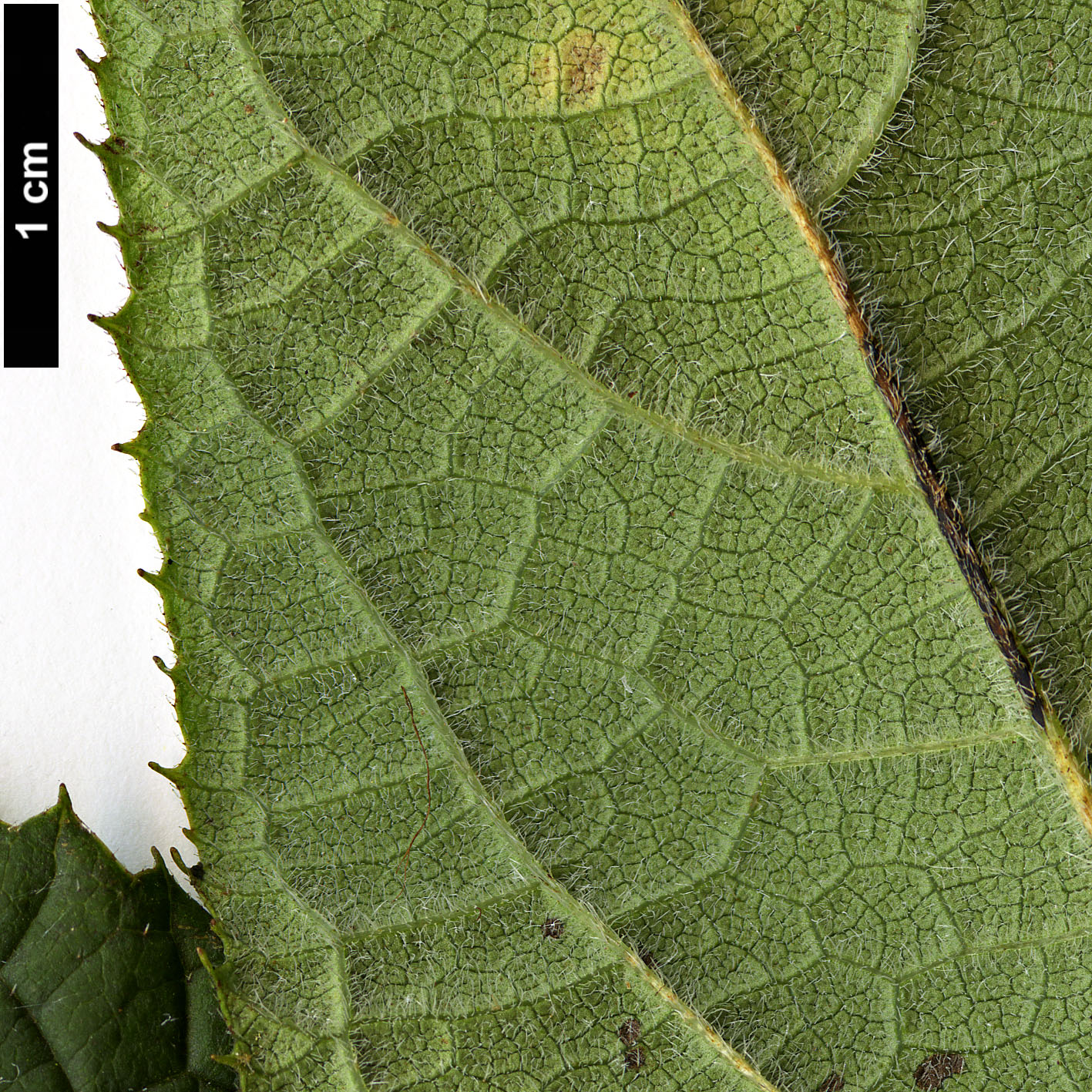High resolution image: Family: Hydrangeaceae - Genus: Hydrangea - Taxon: heteromalla