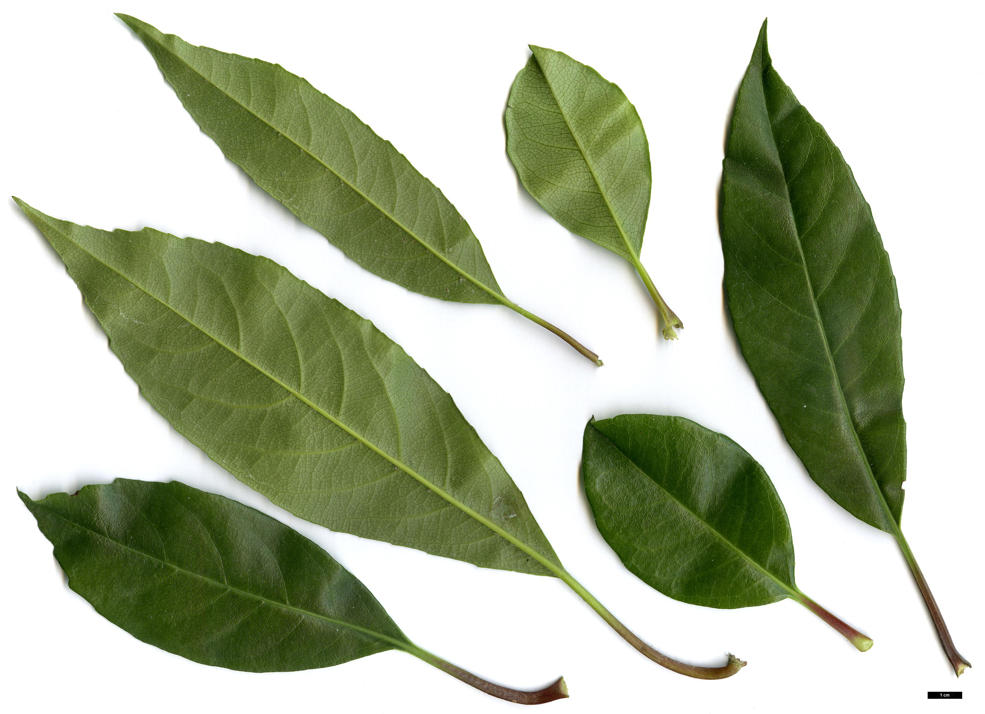 High resolution image: Family: Hydrangeaceae - Genus: Hydrangea - Taxon: integrifolia