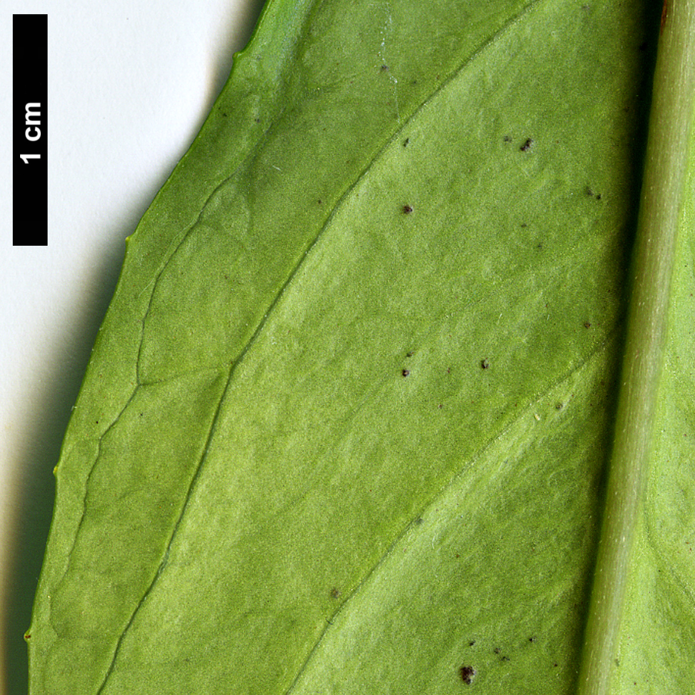 High resolution image: Family: Hydrangeaceae - Genus: Hydrangea - Taxon: lobbii
