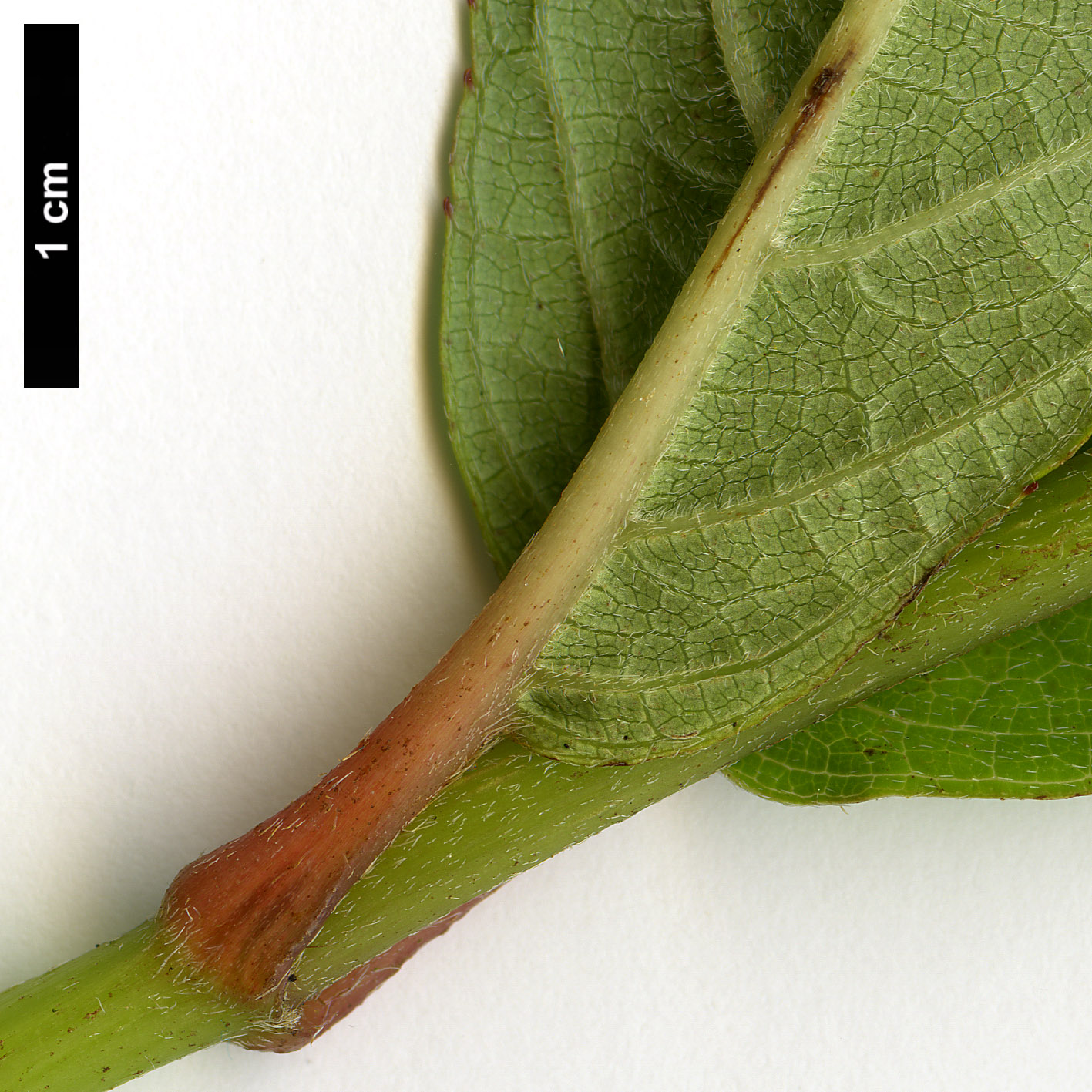 High resolution image: Family: Hydrangeaceae - Genus: Hydrangea - Taxon: longifolia