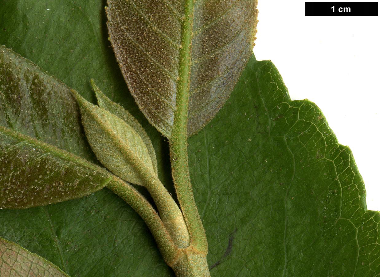 High resolution image: Family: Hydrangeaceae - Genus: Hydrangea - Taxon: peruviana × H.seemannii