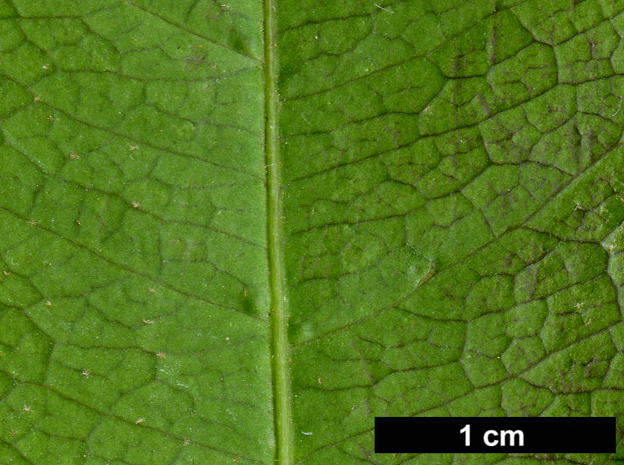 High resolution image: Family: Hydrangeaceae - Genus: Hydrangea - Taxon: peruviana × H.seemannii