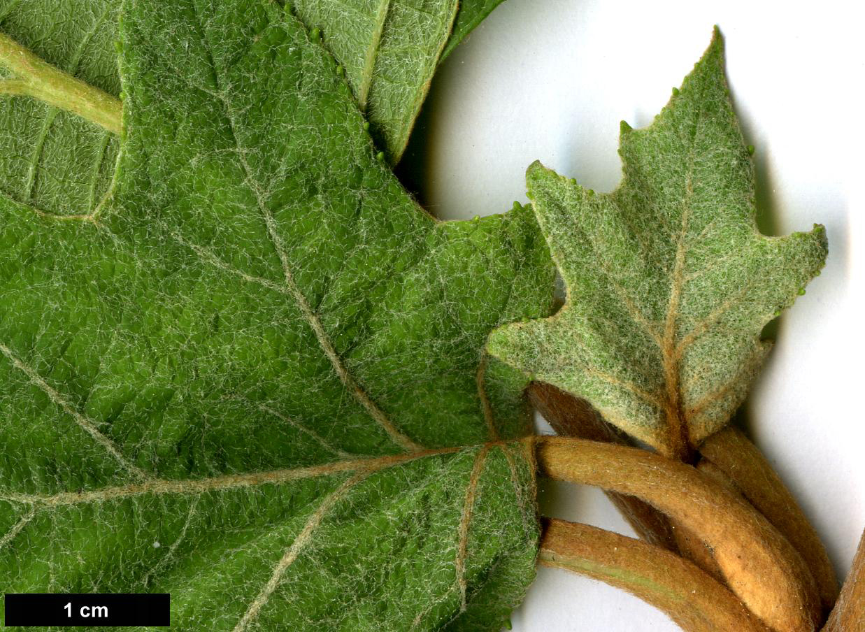 High resolution image: Family: Hydrangeaceae - Genus: Hydrangea - Taxon: quercifolia