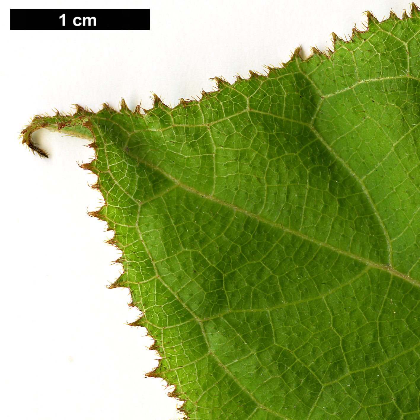 High resolution image: Family: Hydrangeaceae - Genus: Hydrangea - Taxon: robusta