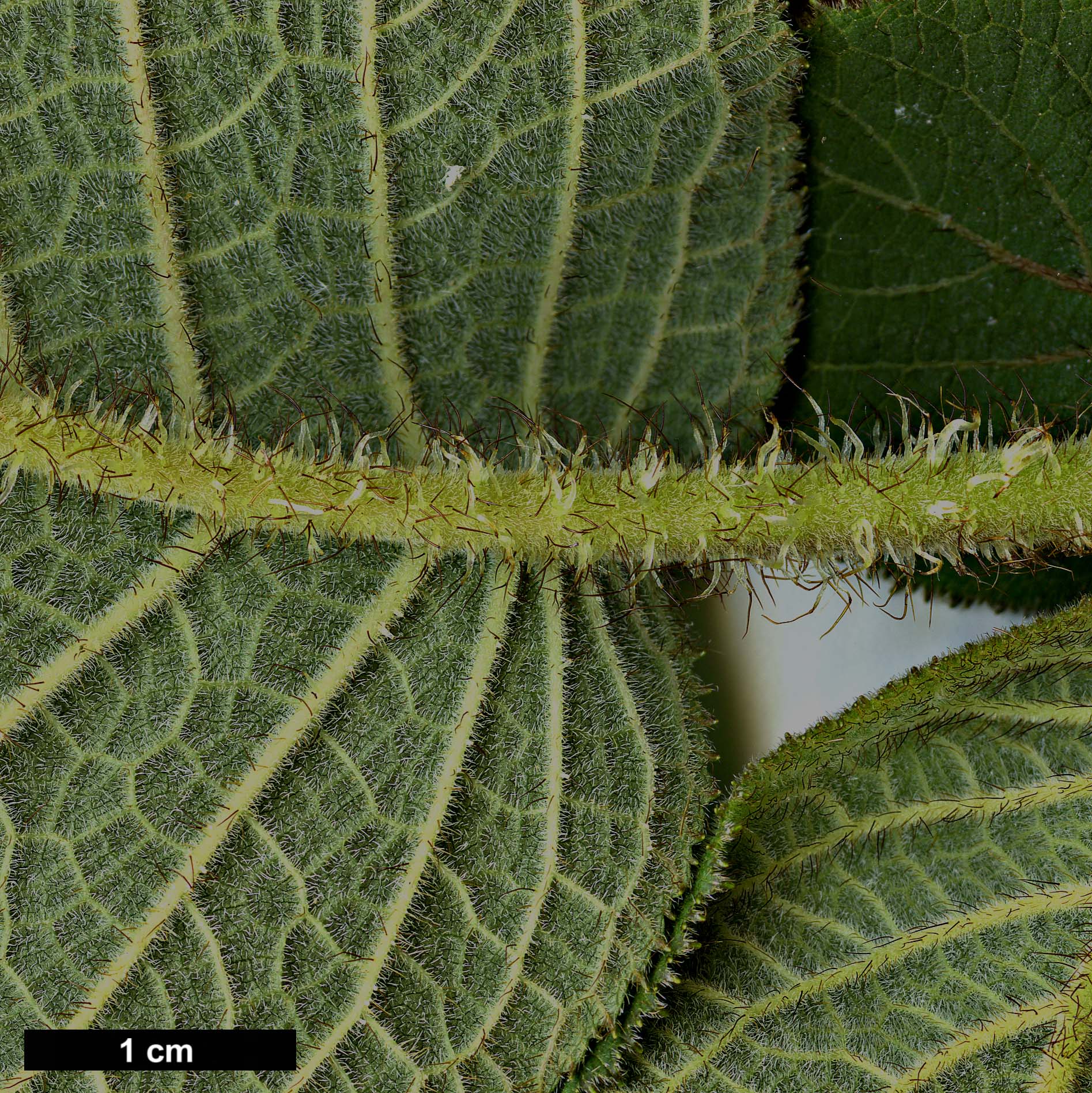 High resolution image: Family: Hydrangeaceae - Genus: Hydrangea - Taxon: sargentiana