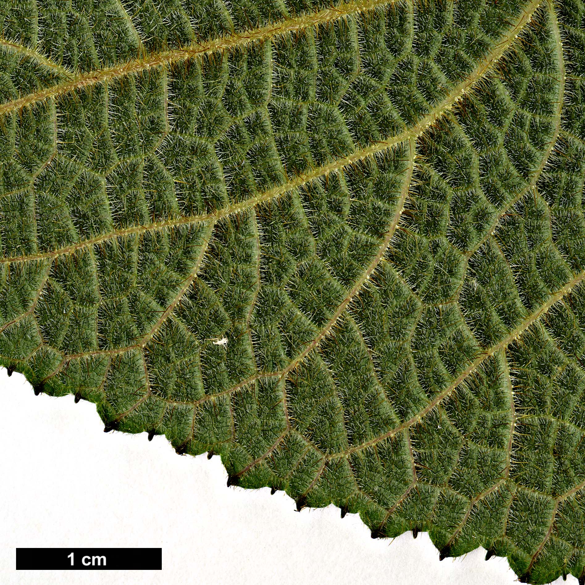 High resolution image: Family: Hydrangeaceae - Genus: Hydrangea - Taxon: sargentiana