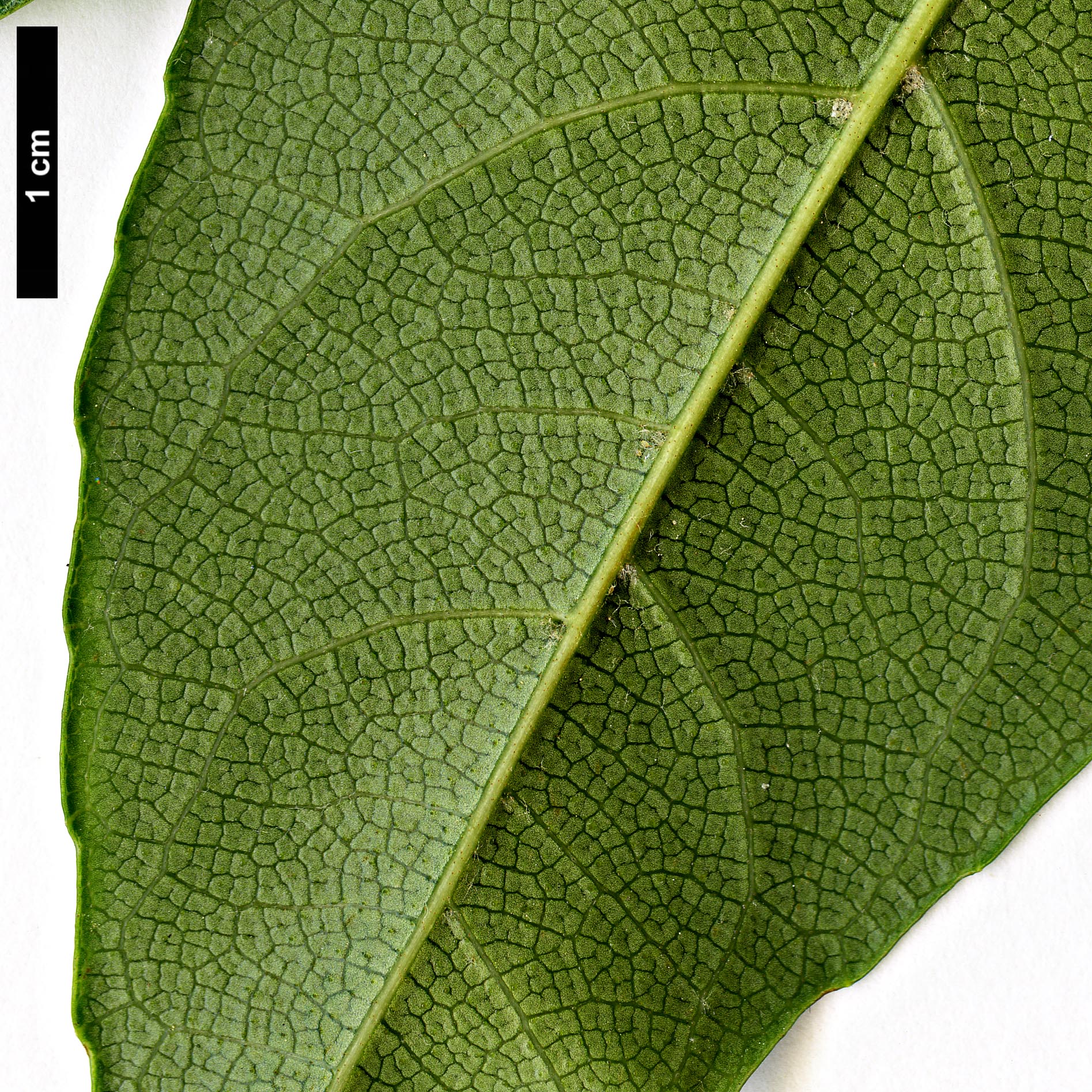 High resolution image: Family: Hydrangeaceae - Genus: Hydrangea - Taxon: seemannii
