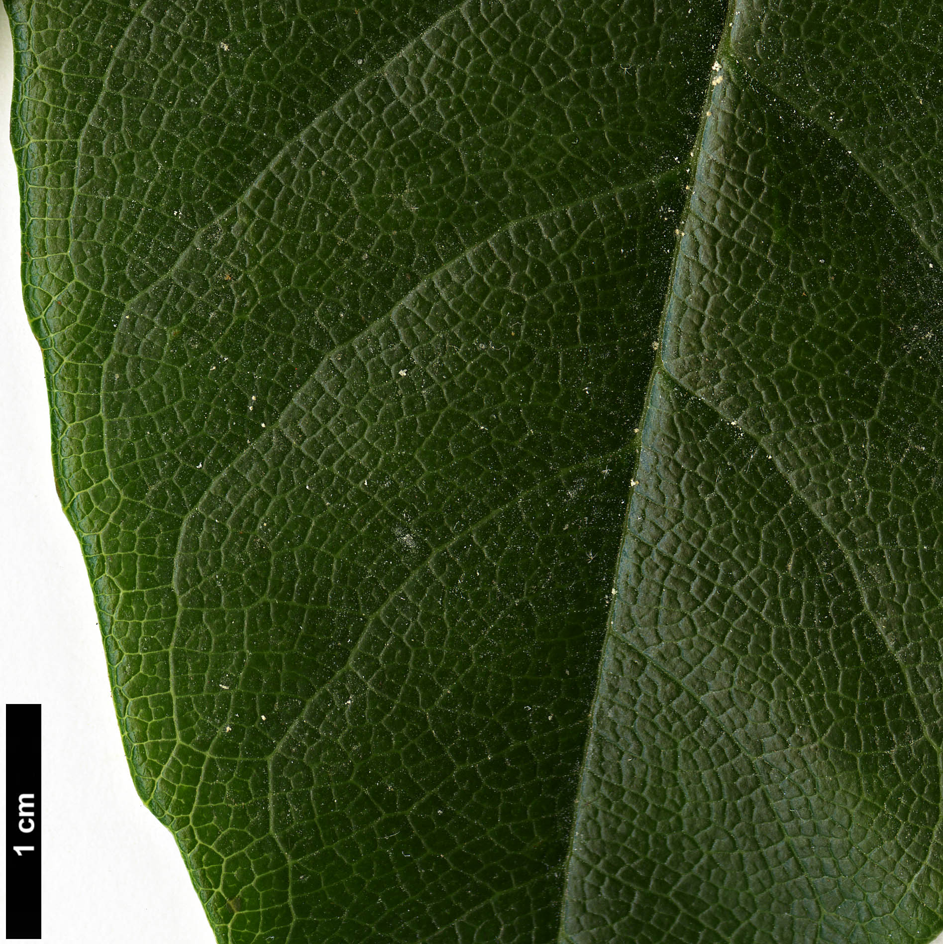 High resolution image: Family: Hydrangeaceae - Genus: Hydrangea - Taxon: seemannii