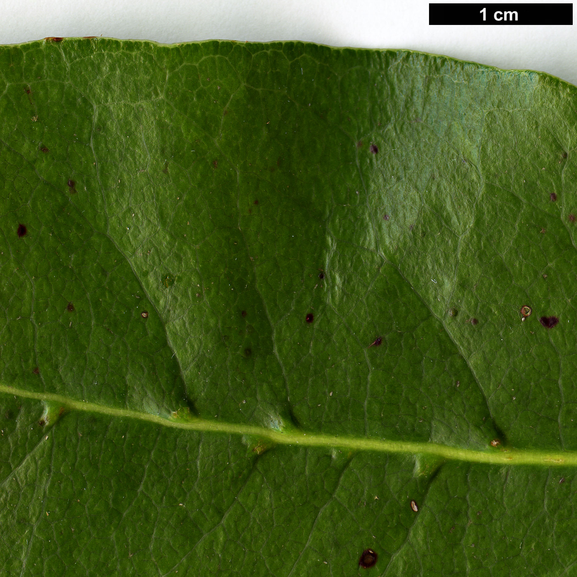 High resolution image: Family: Hydrangeaceae - Genus: Hydrangea - Taxon: serratifolia