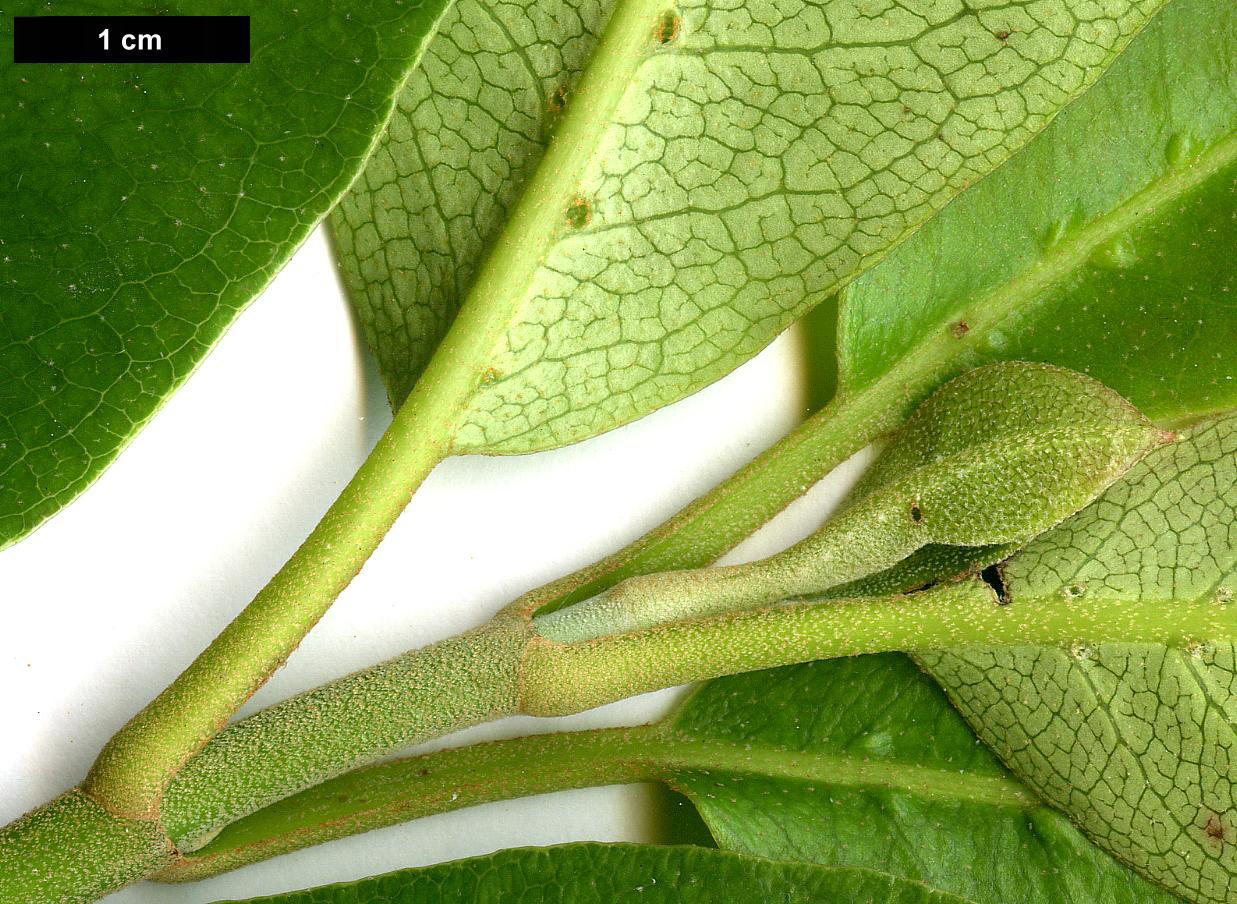 High resolution image: Family: Hydrangeaceae - Genus: Hydrangea - Taxon: serratifolia