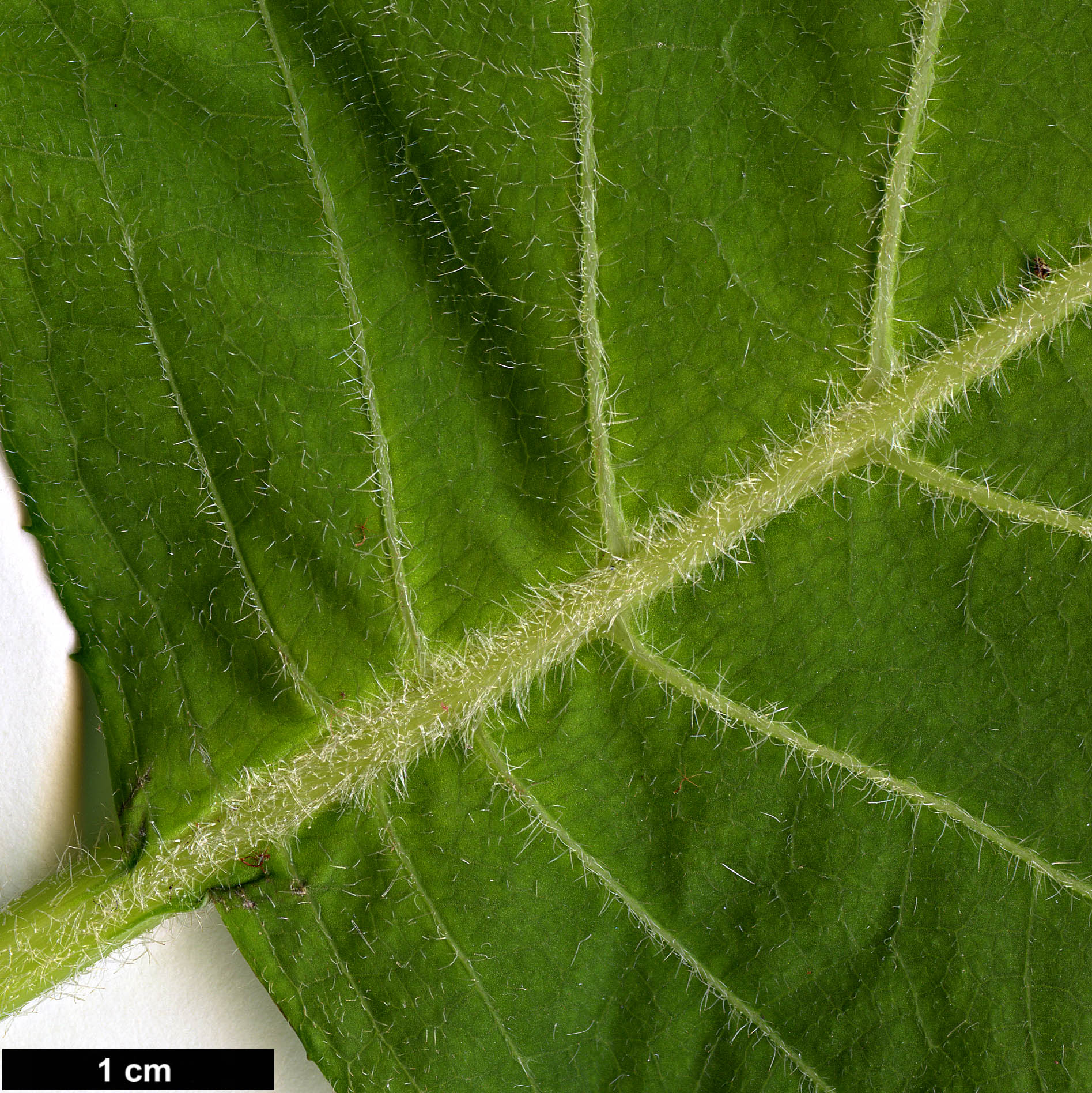 High resolution image: Family: Hydrangeaceae - Genus: Hydrangea - Taxon: sikokiana