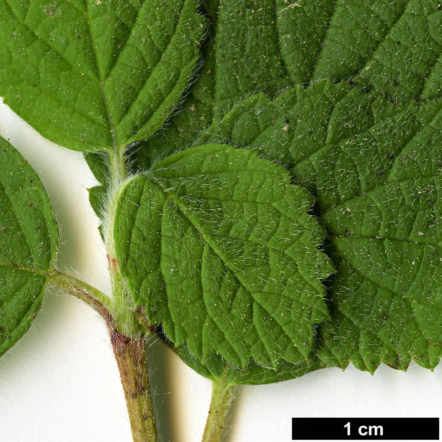 High resolution image: Family: Hydrangeaceae - Genus: Jamesia - Taxon: americana
