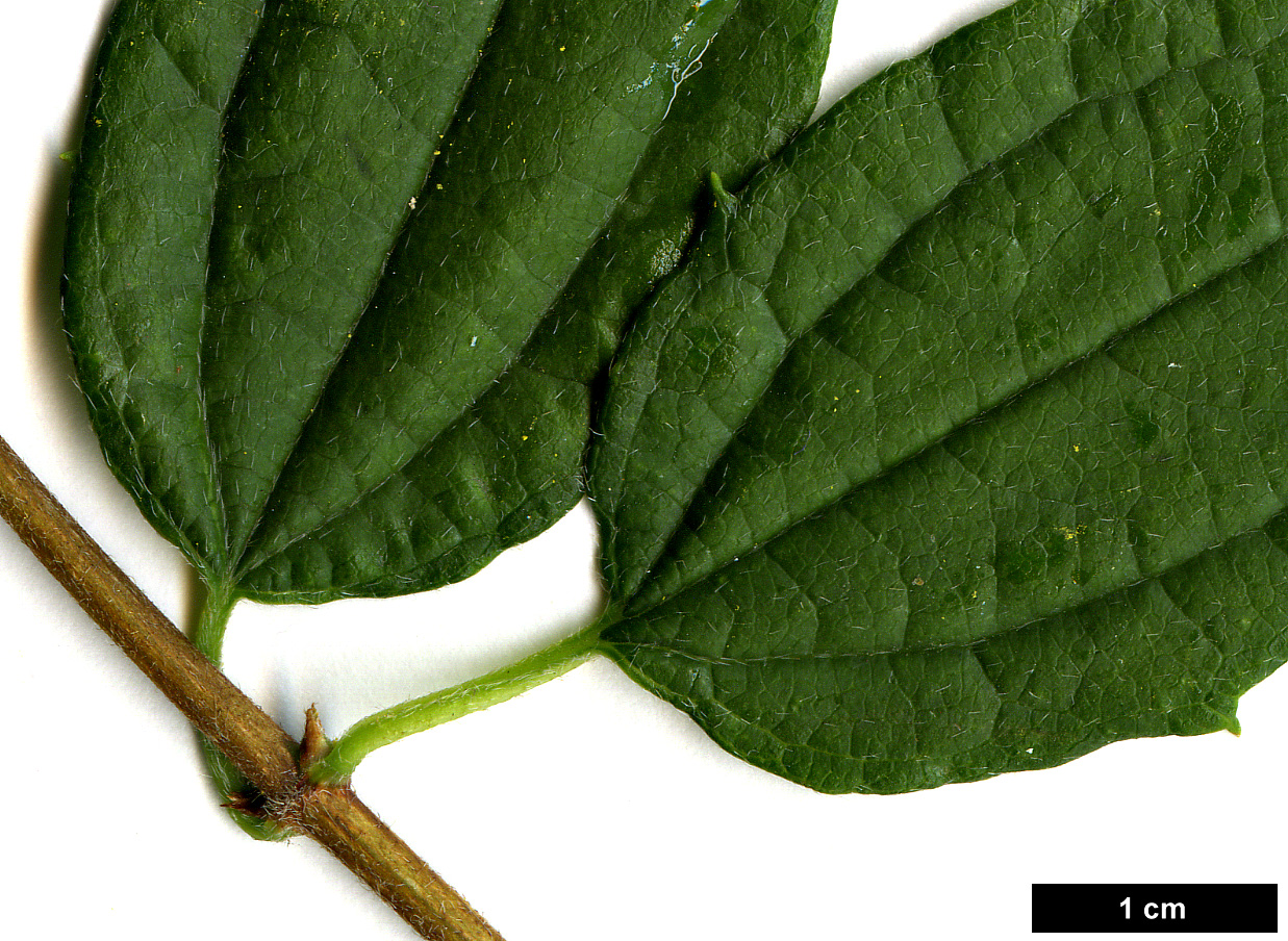 High resolution image: Family: Hydrangeaceae - Genus: Philadelphus - Taxon: mexicanus