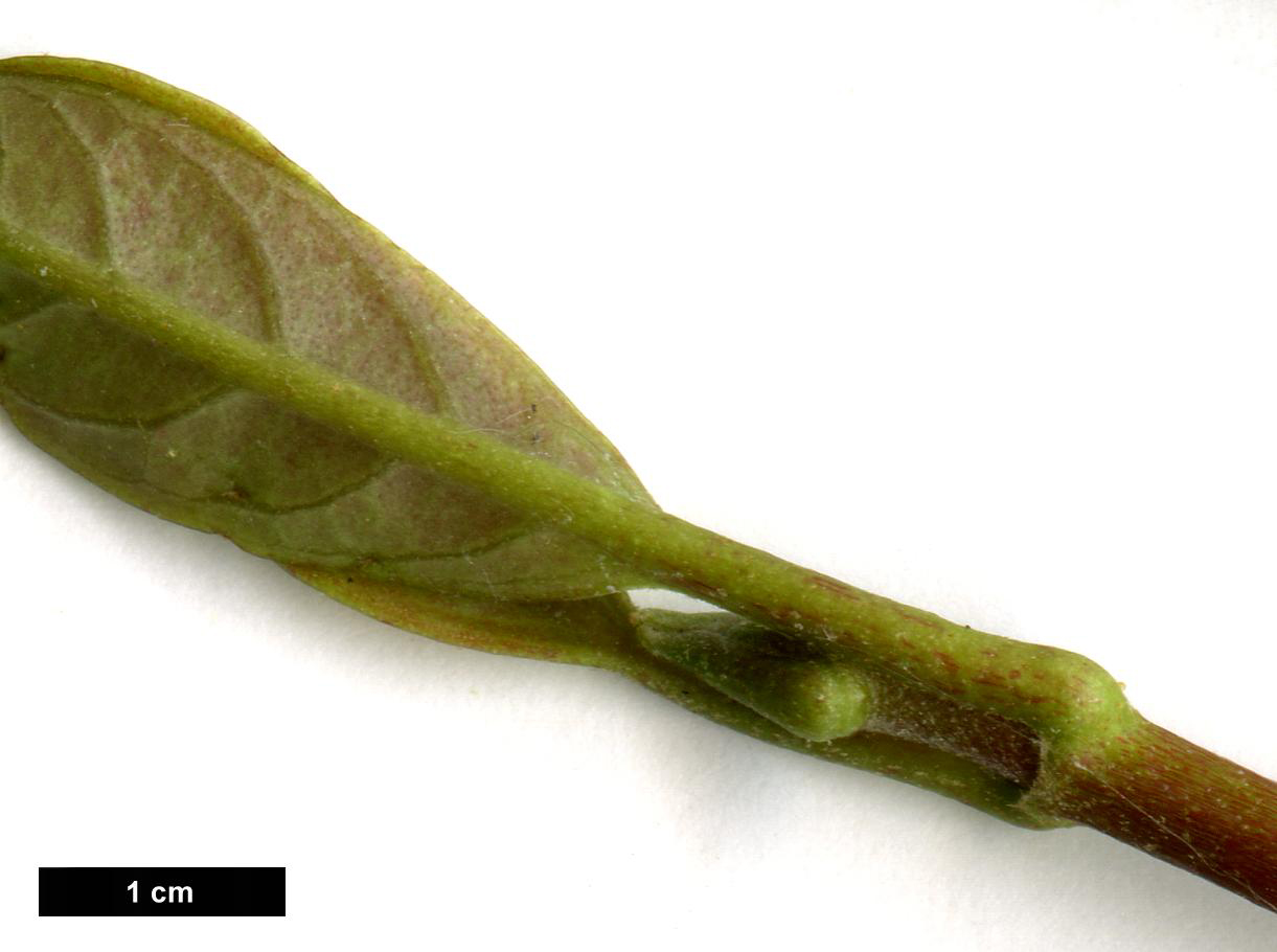 High resolution image: Family: Hydrangeaceae - Genus: Pileostegia - Taxon: viburnoides