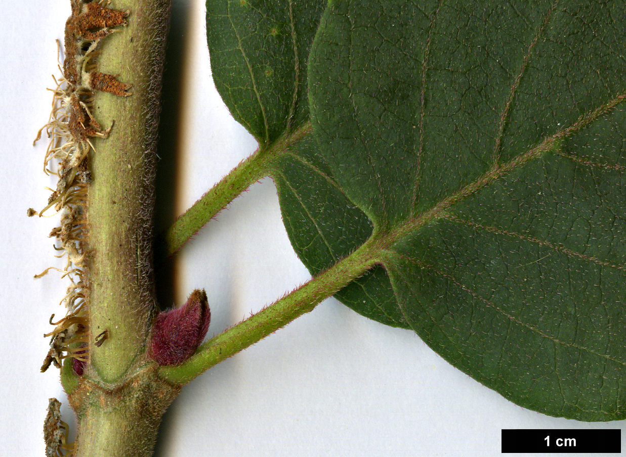 High resolution image: Family: Hydrangeaceae - Genus: Schizophragma - Taxon: fauriei