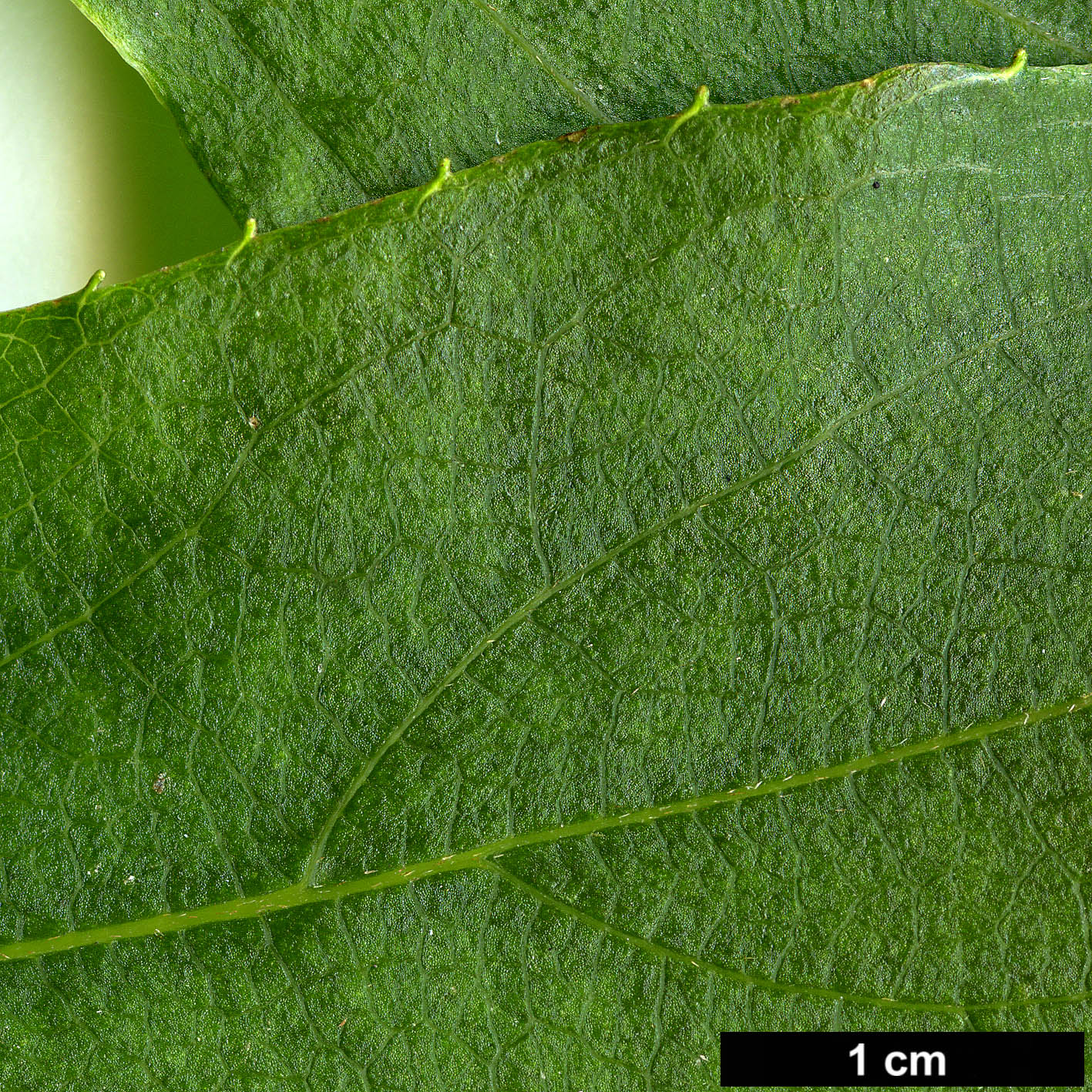 High resolution image: Family: Hydrangeaceae - Genus: Schizophragma - Taxon: integrifolium