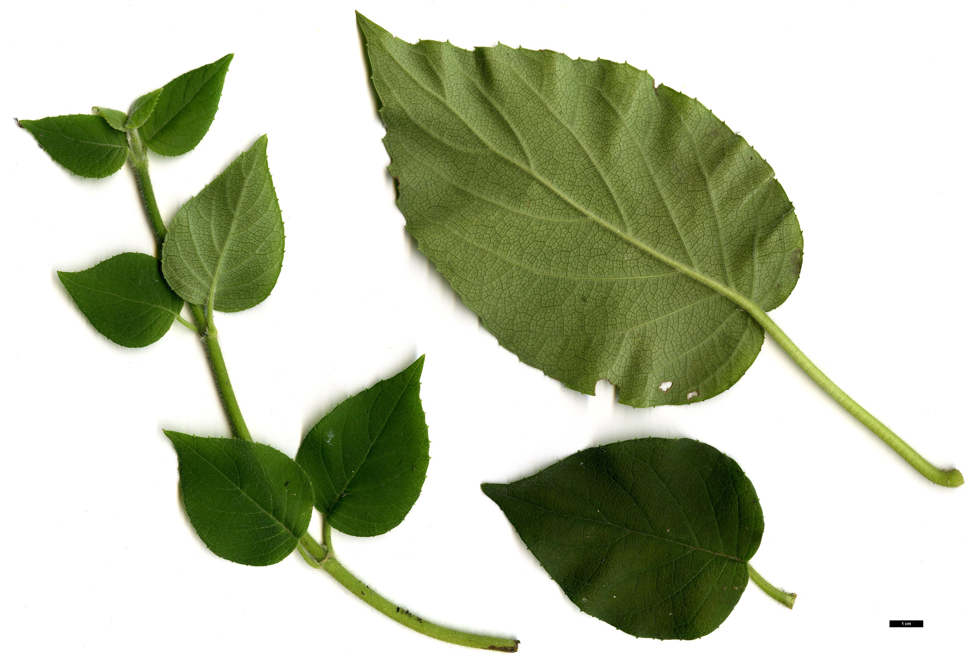 High resolution image: Family: Hydrangeaceae - Genus: Schizophragma - Taxon: molle