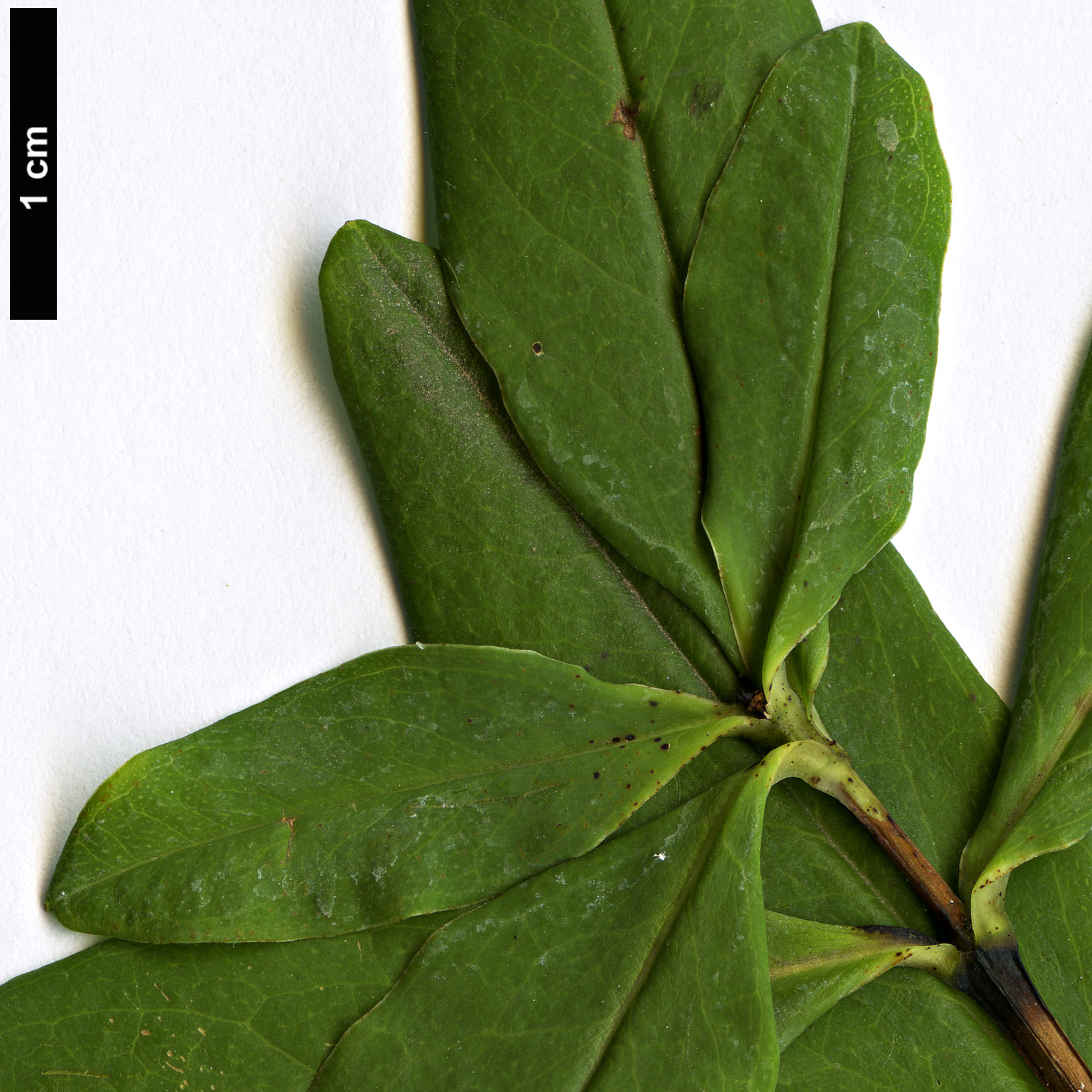 High resolution image: Family: Hypericaceae - Genus: Hypericum - Taxon: acmosepalum