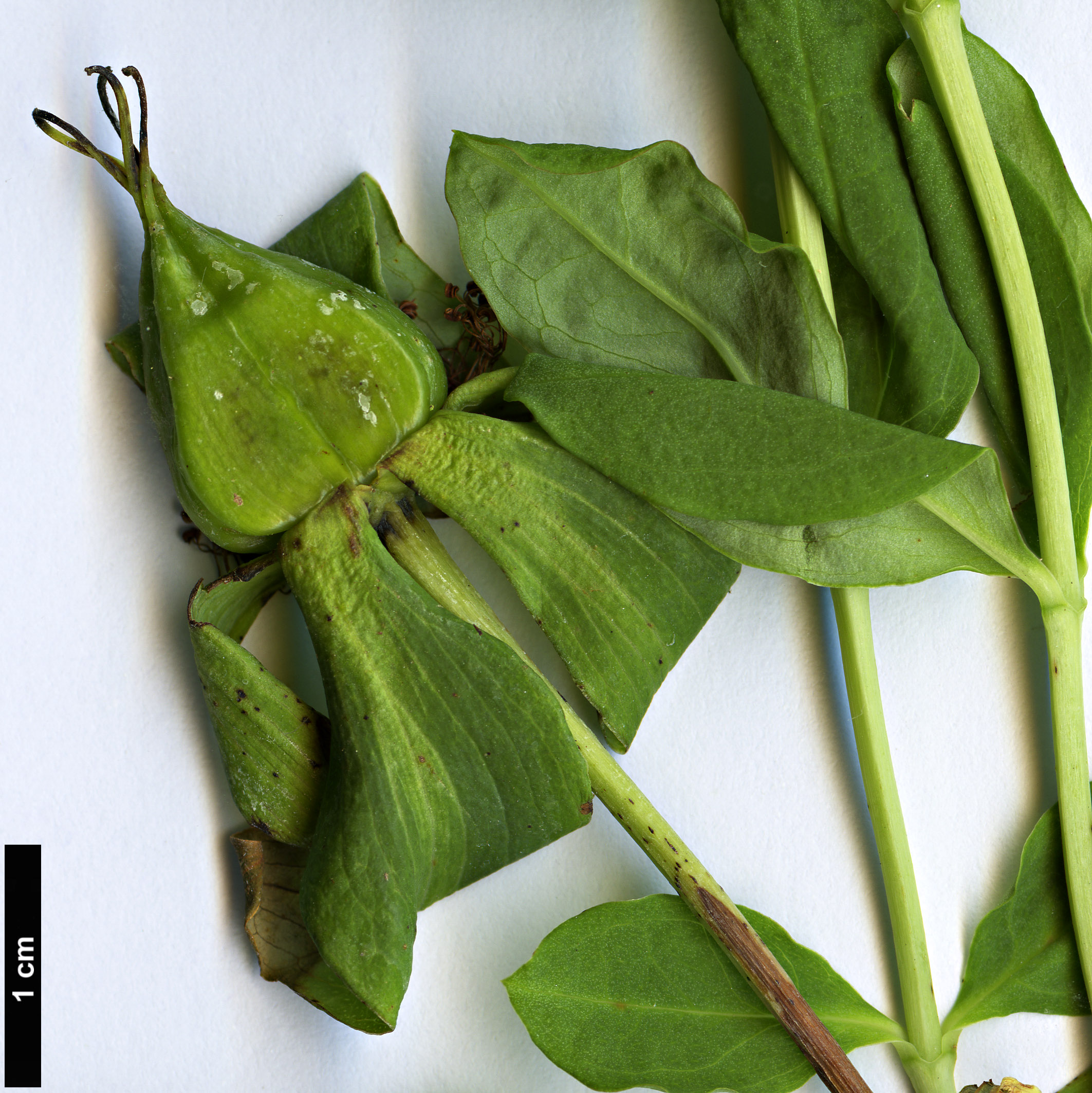 High resolution image: Family: Hypericaceae - Genus: Hypericum - Taxon: acmosepalum