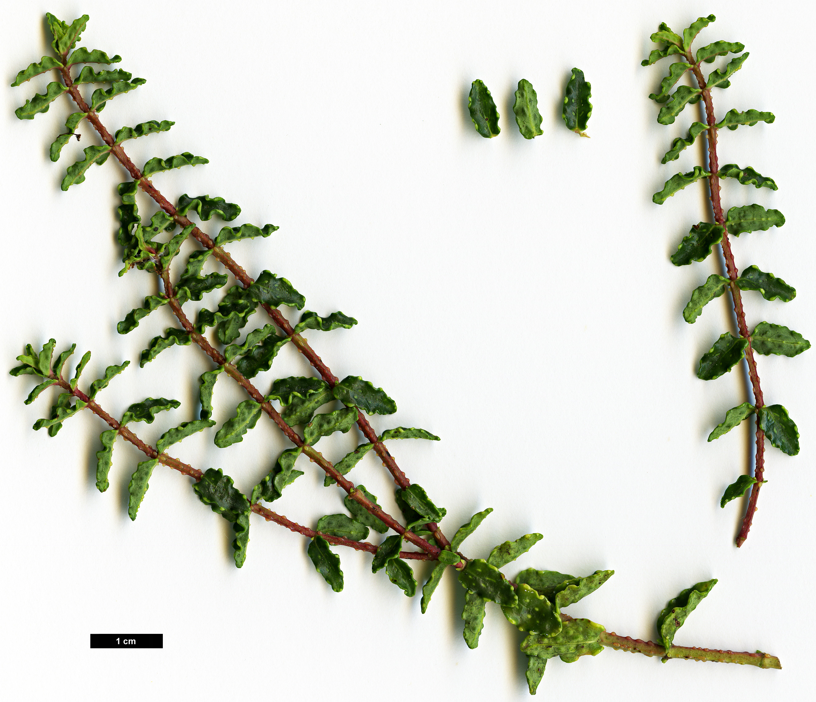 High resolution image: Family: Hypericaceae - Genus: Hypericum - Taxon: balearicum