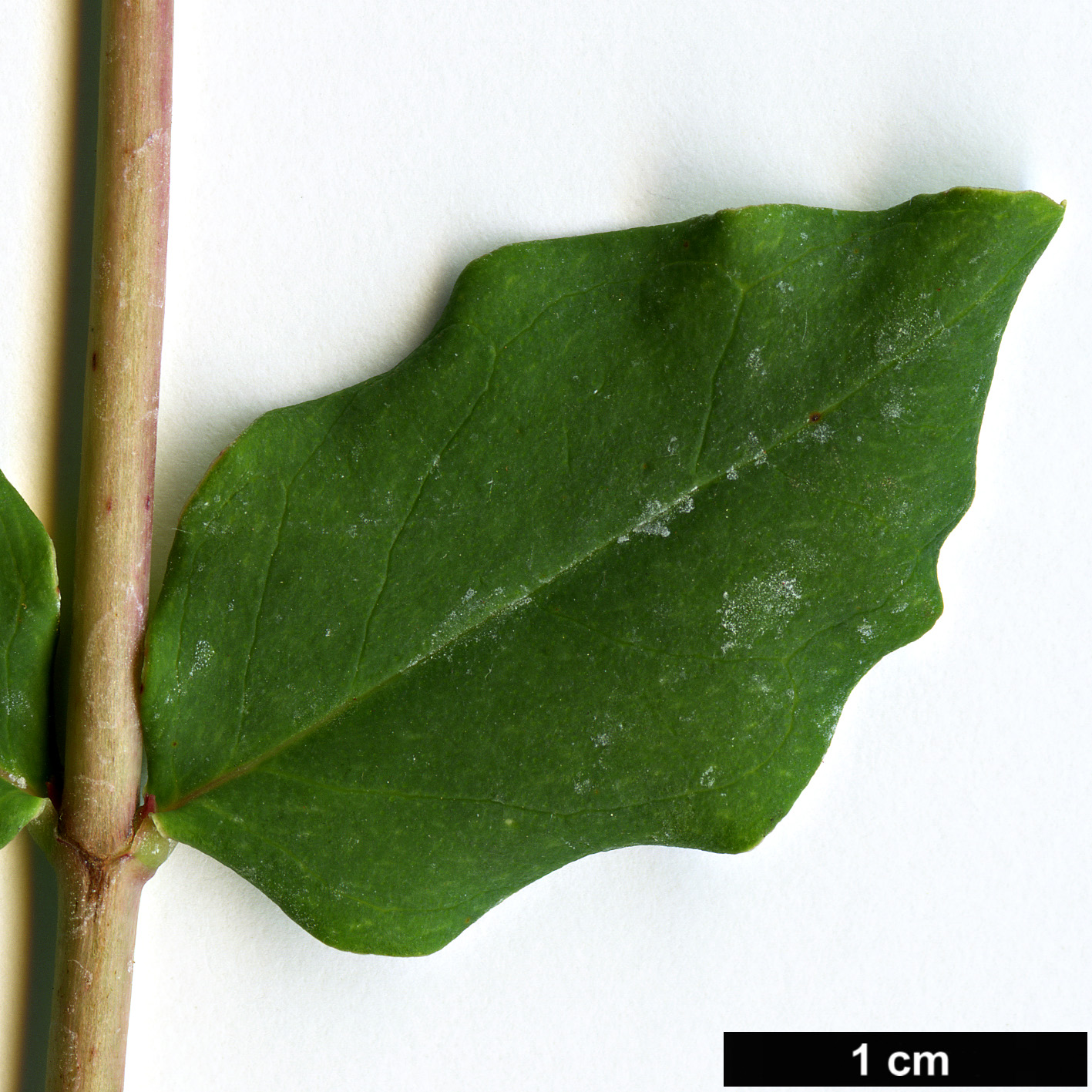 High resolution image: Family: Hypericaceae - Genus: Hypericum - Taxon: bellum