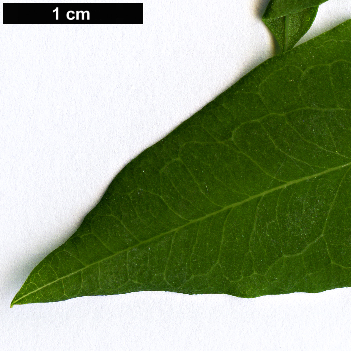 High resolution image: Family: Hypericaceae - Genus: Hypericum - Taxon: canariense