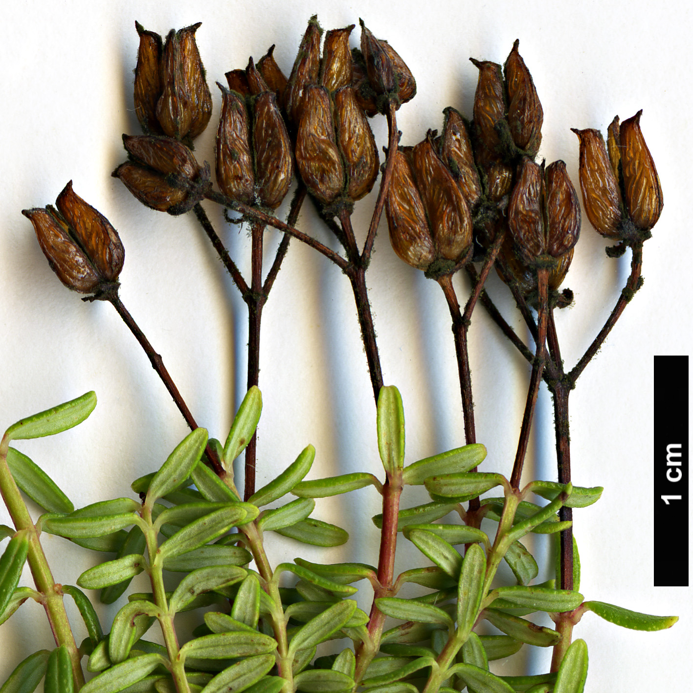 High resolution image: Family: Hypericaceae - Genus: Hypericum - Taxon: empetrifolium
