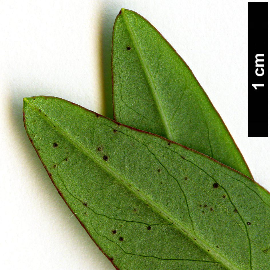 High resolution image: Family: Hypericaceae - Genus: Hypericum - Taxon: forrestii