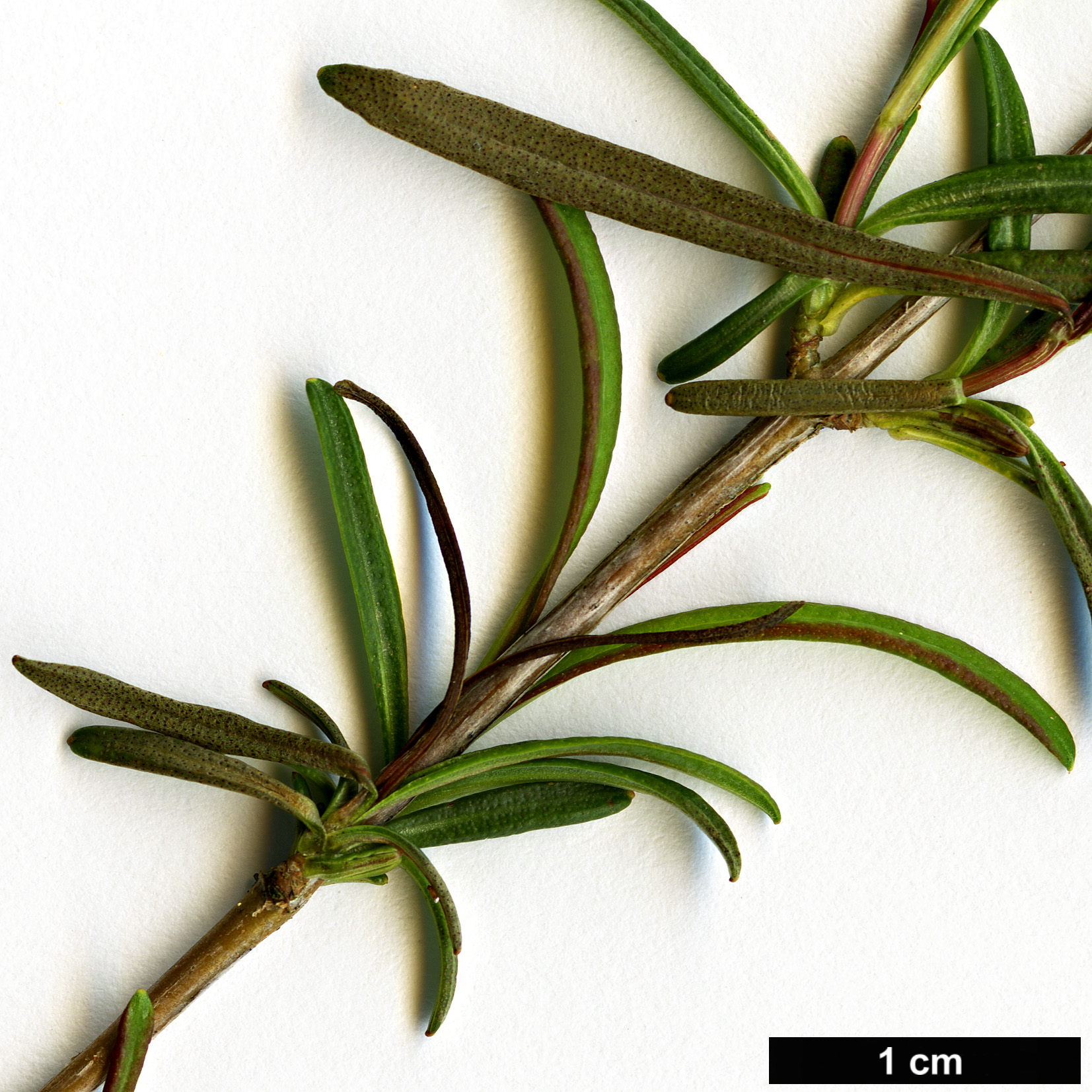 High resolution image: Family: Hypericaceae - Genus: Hypericum - Taxon: galioides