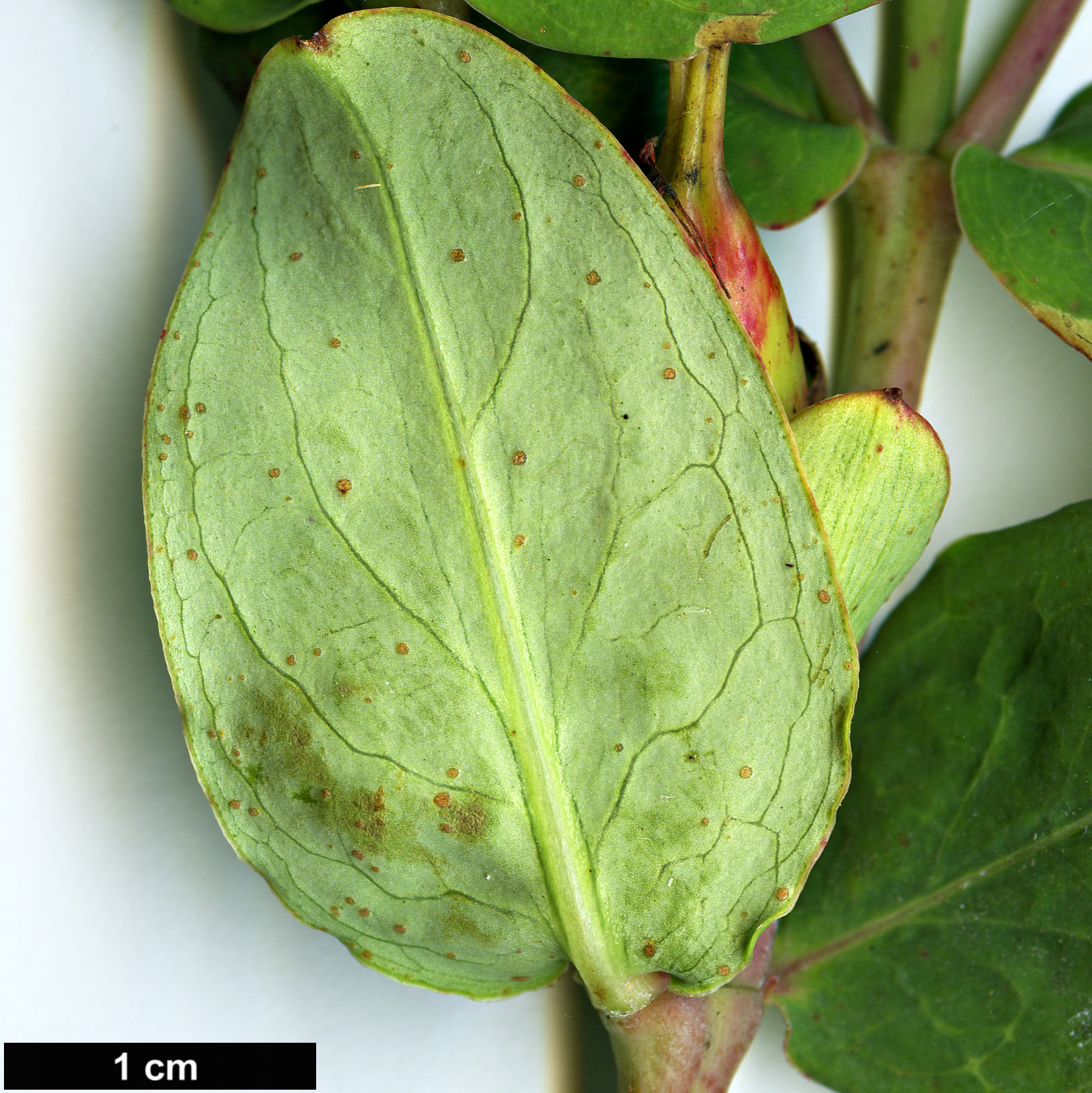 High resolution image: Family: Hypericaceae - Genus: Hypericum - Taxon: lagarocaule